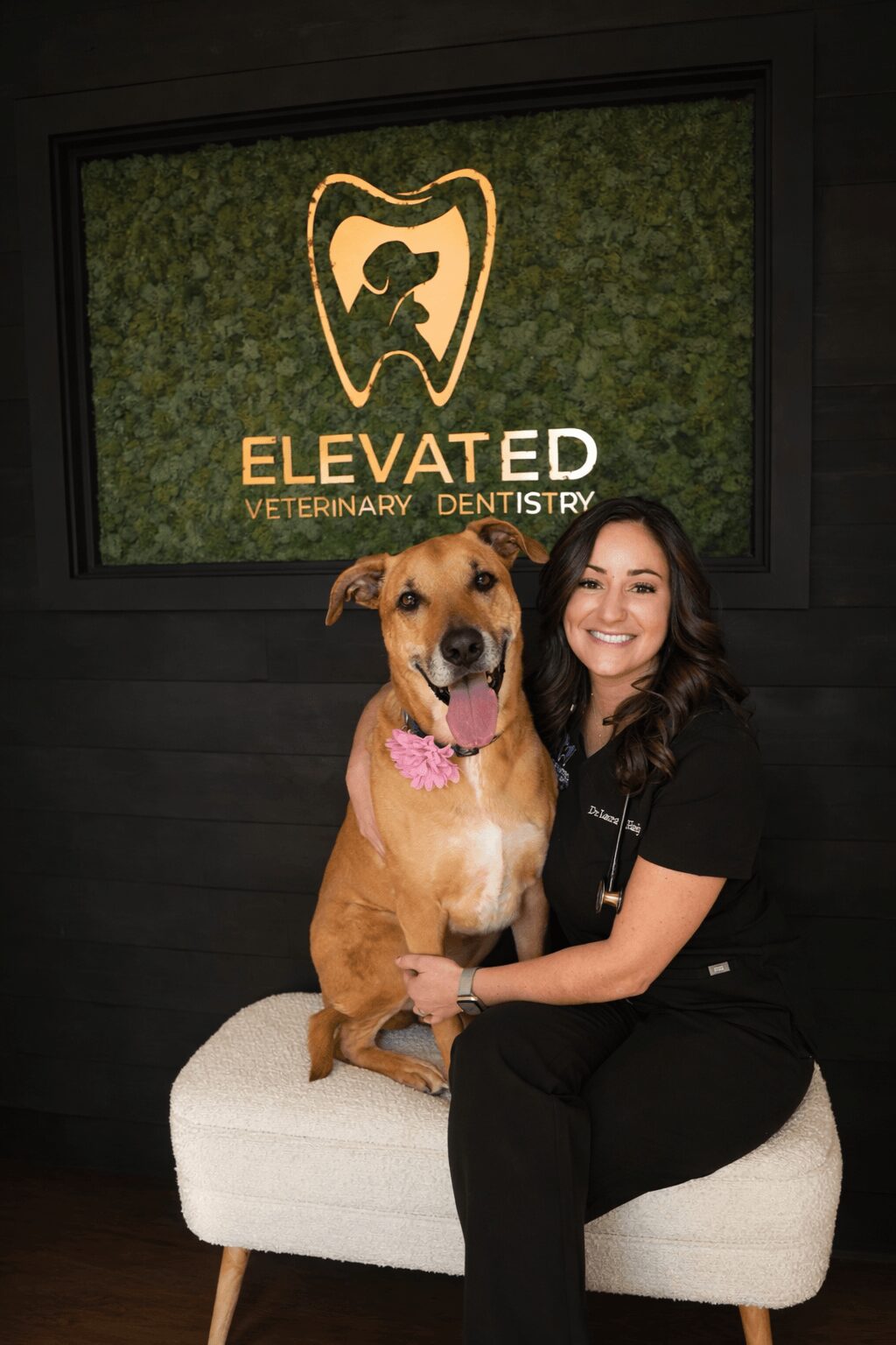 Meet Laura Hardy of Elevated Veterinary Dentistry