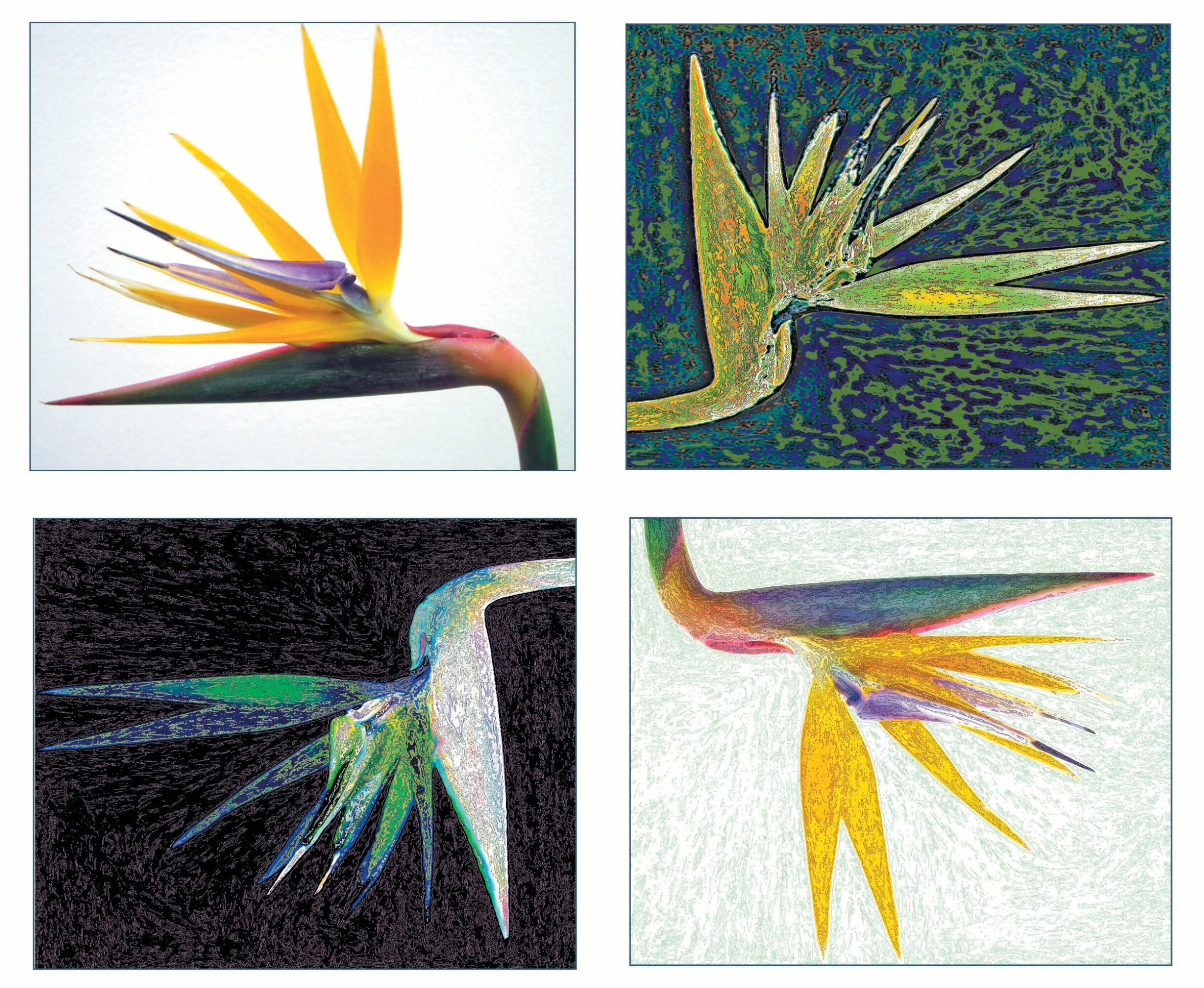 Four stylized bird of paradise flowers with colorful petals, arranged in a grid, on different backgrounds.
