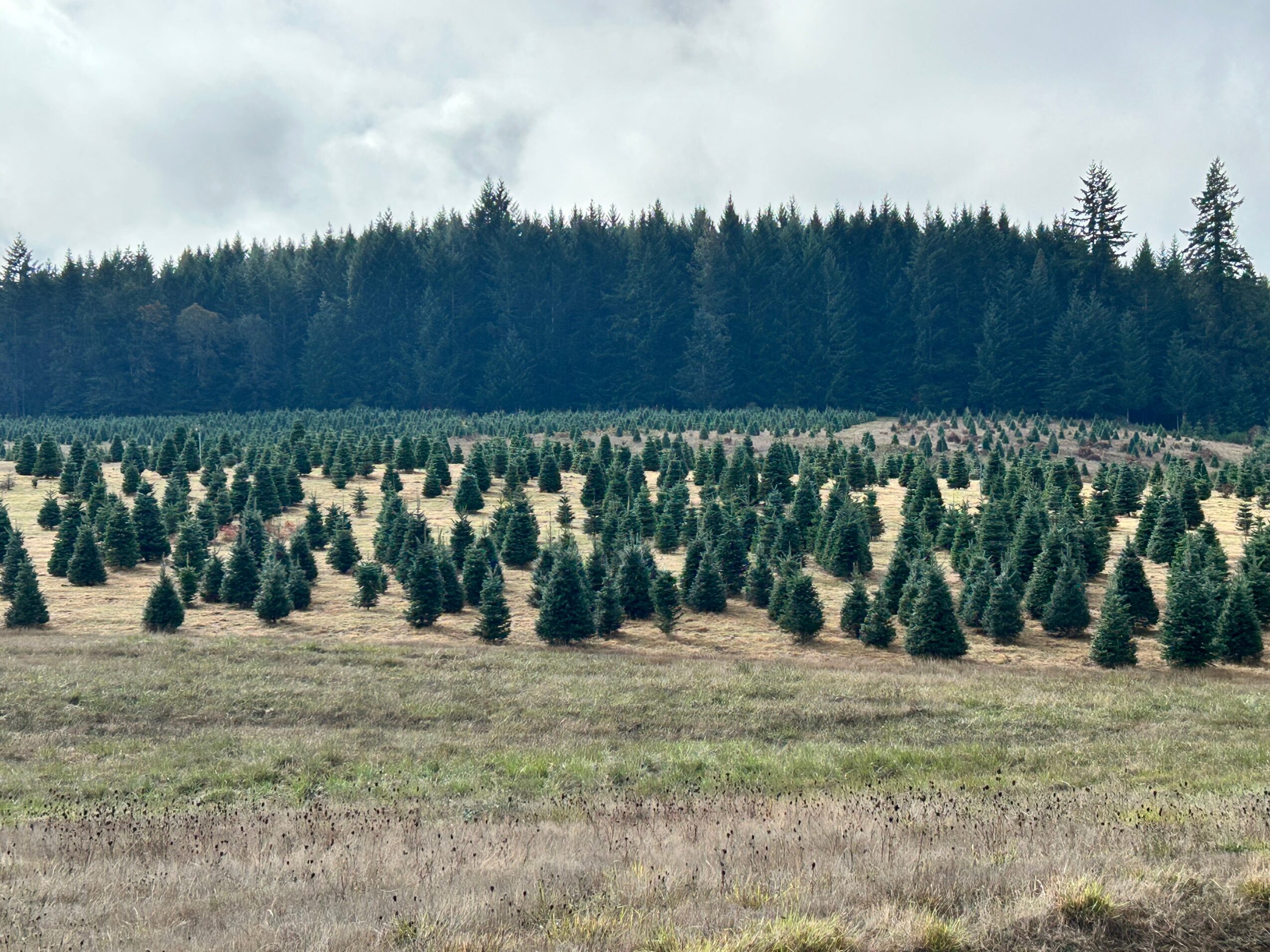 A field with rows of small, conical evergreen trees, with a forest and cloudy sky in the background.