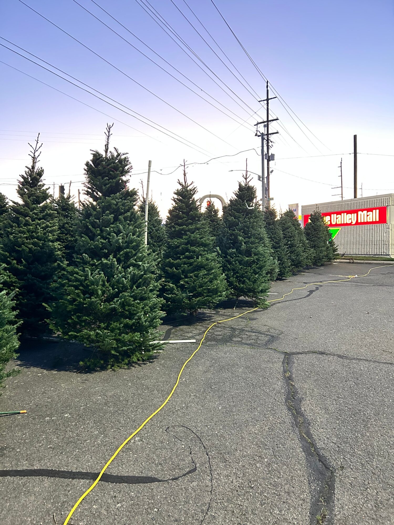 Row of green bushes along a sidewalk with power lines and a building in the background.