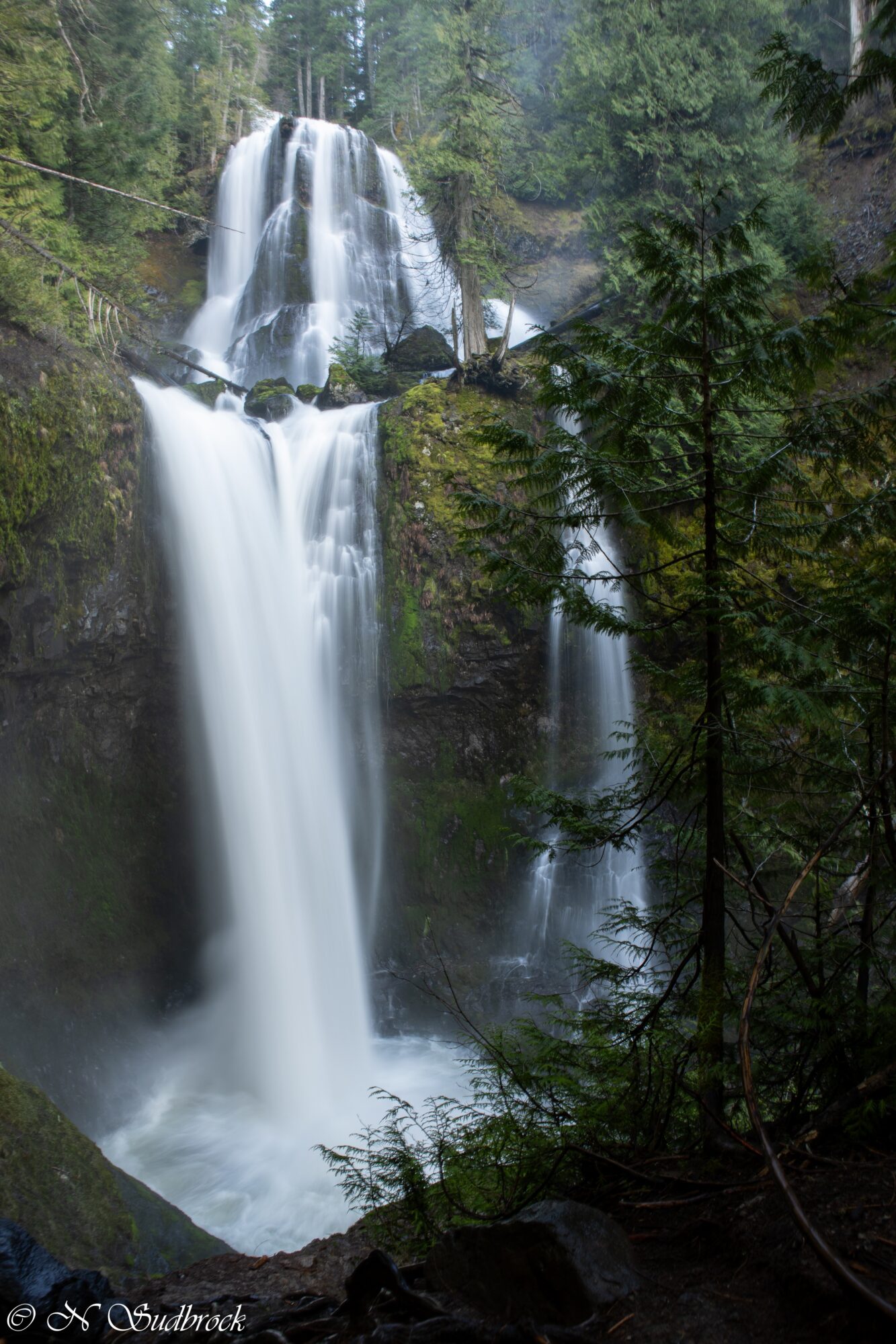 Waterfall cascading down rocks in a forest with tall trees and lush greenery.