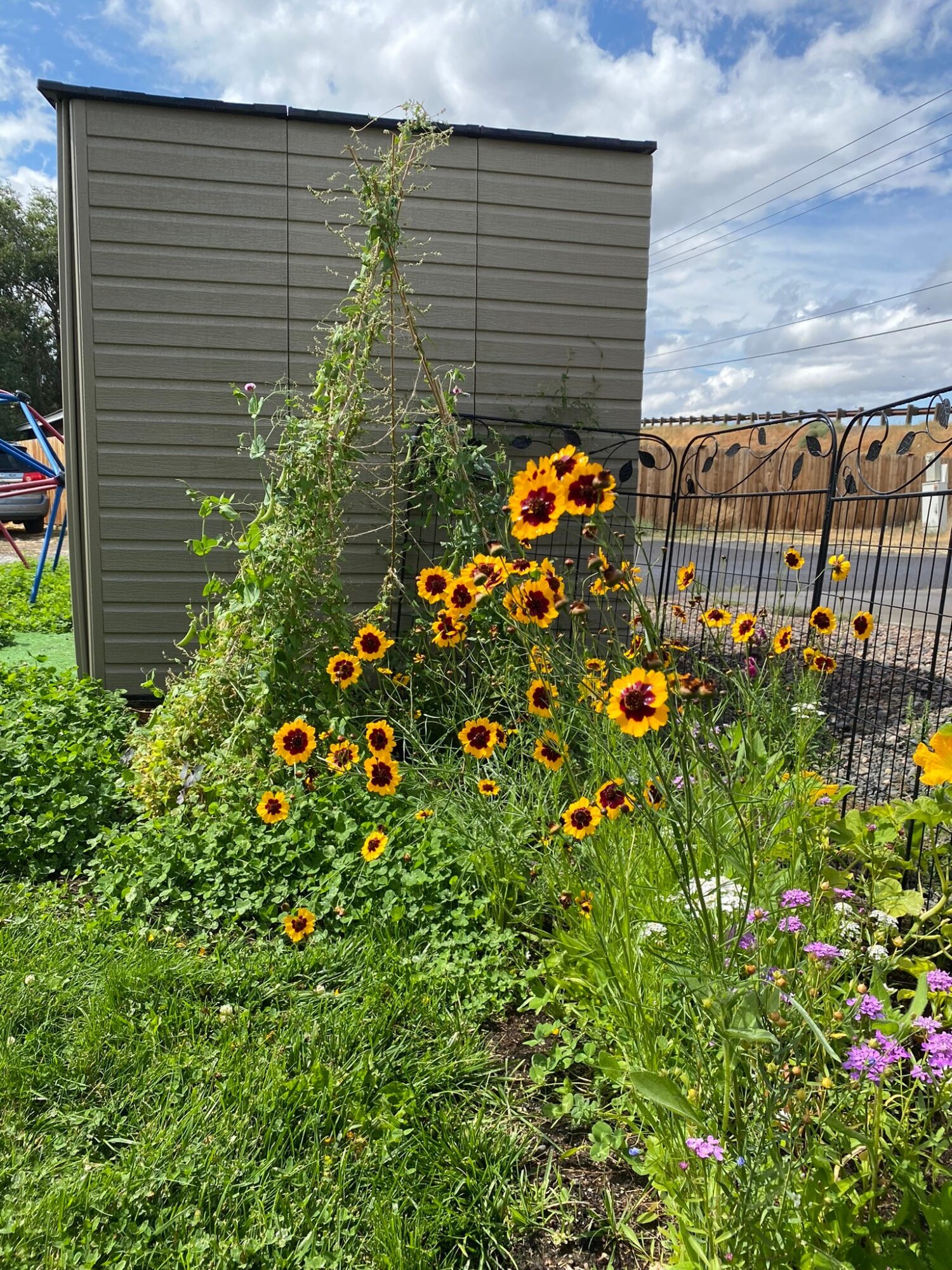 Sunflowers and purple flowers grow beside a gray shed in a garden with a fence and blue sky.