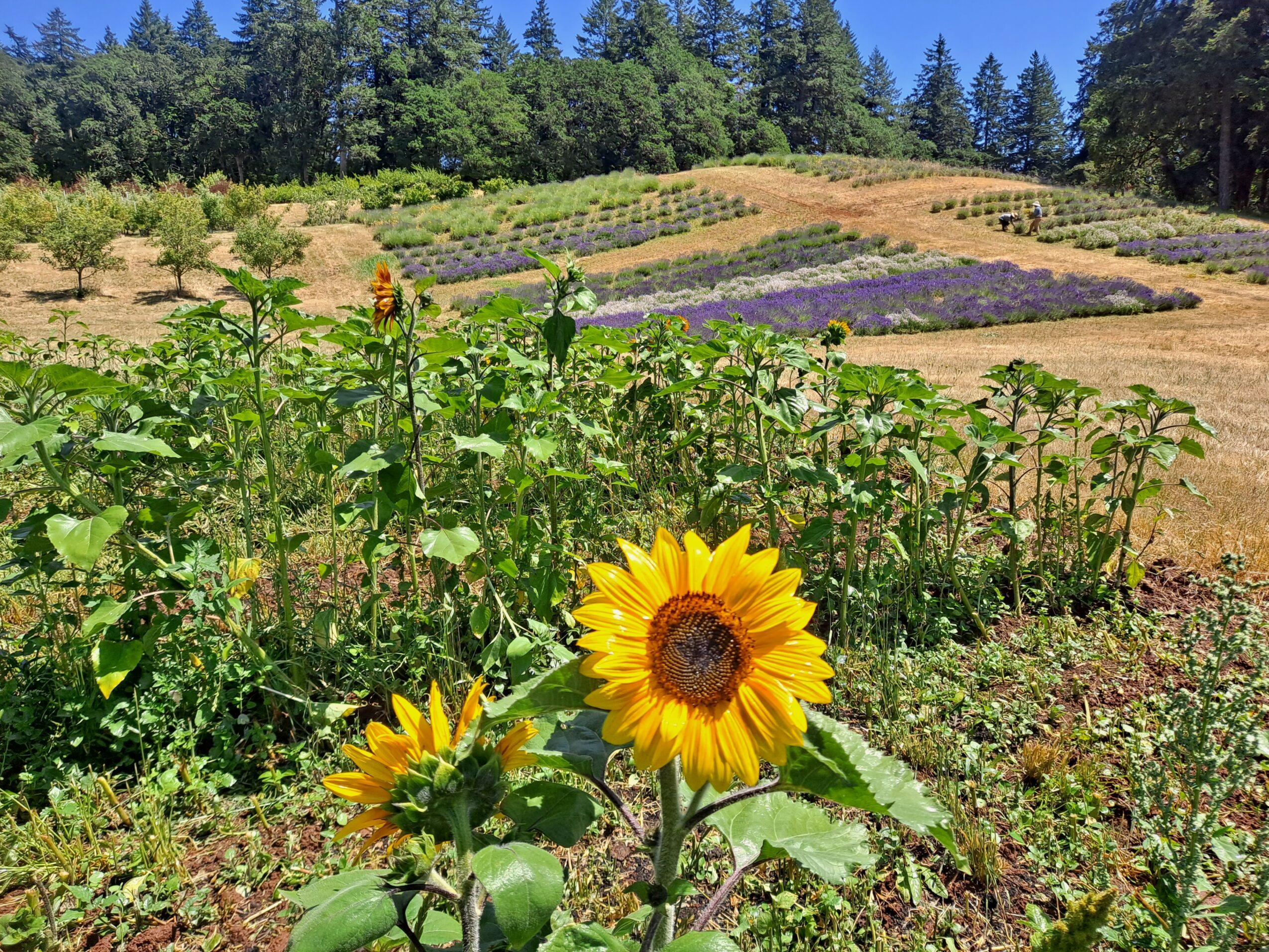 Sunflowers in foreground with fields and trees in background, bright sunny day, clear sky.