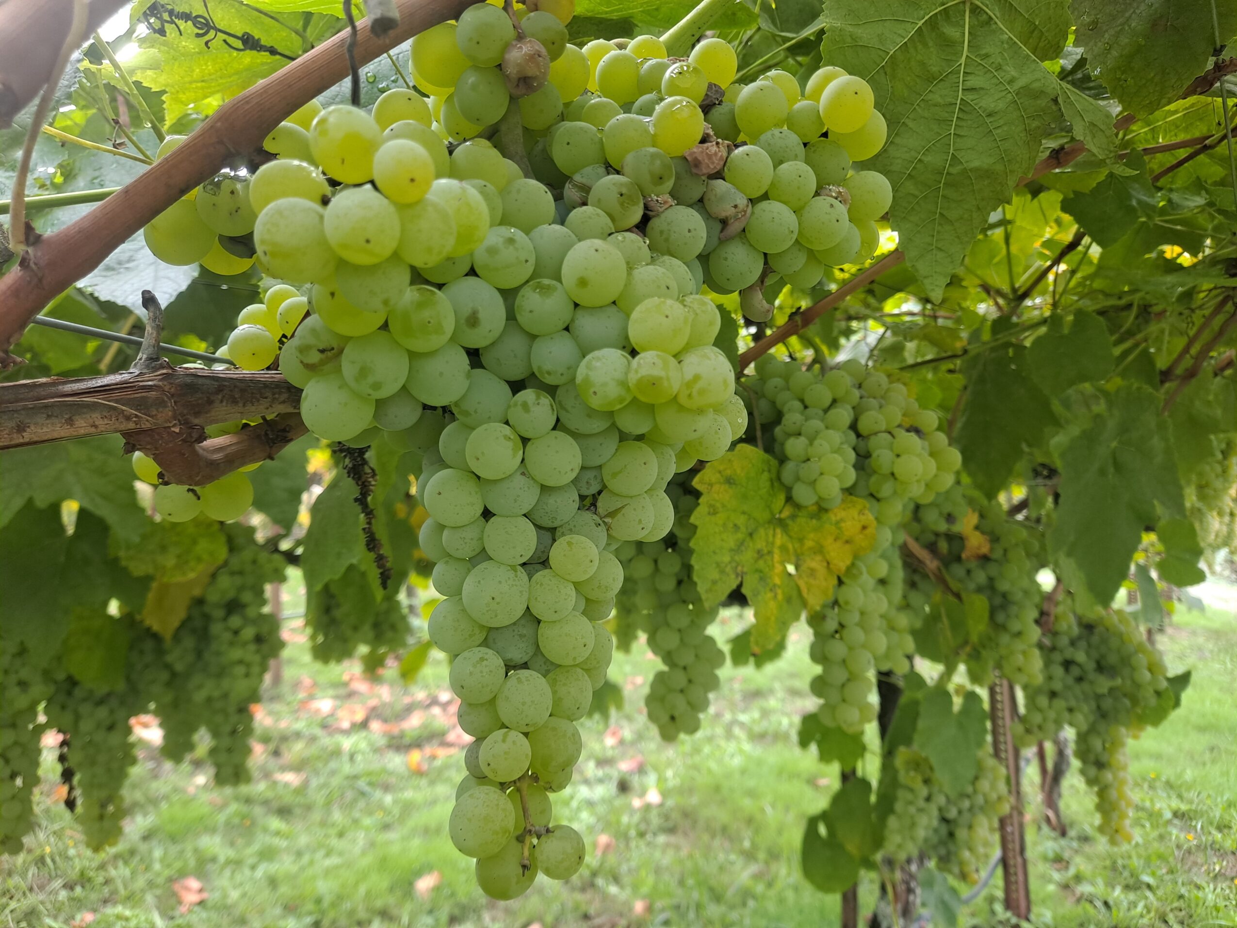 Green grape bunches hanging from vine with green leaves, outdoors, sunny day.