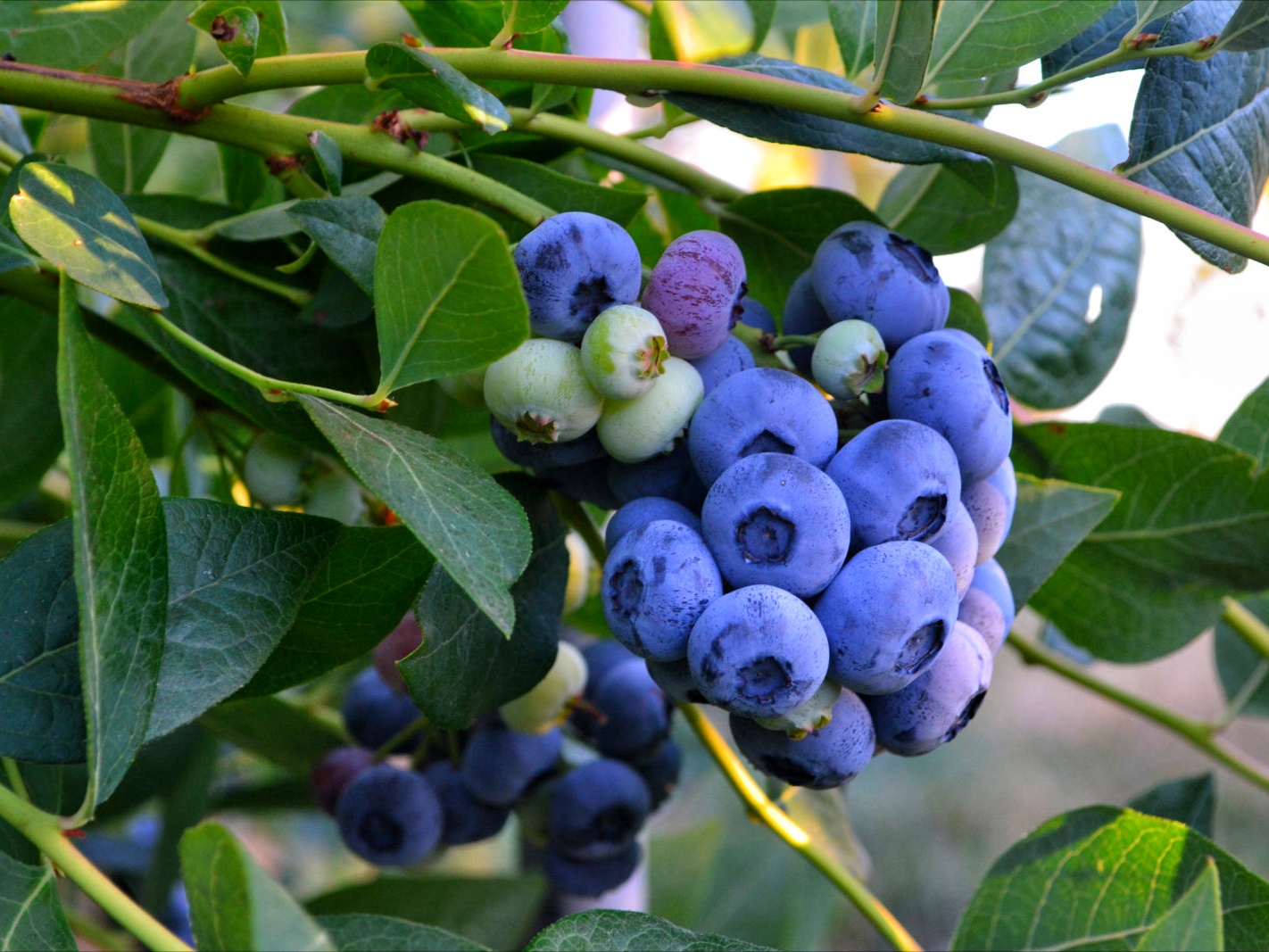 Cluster of blueberries on a plant with green leaves, some berries are ripe and others unripe.