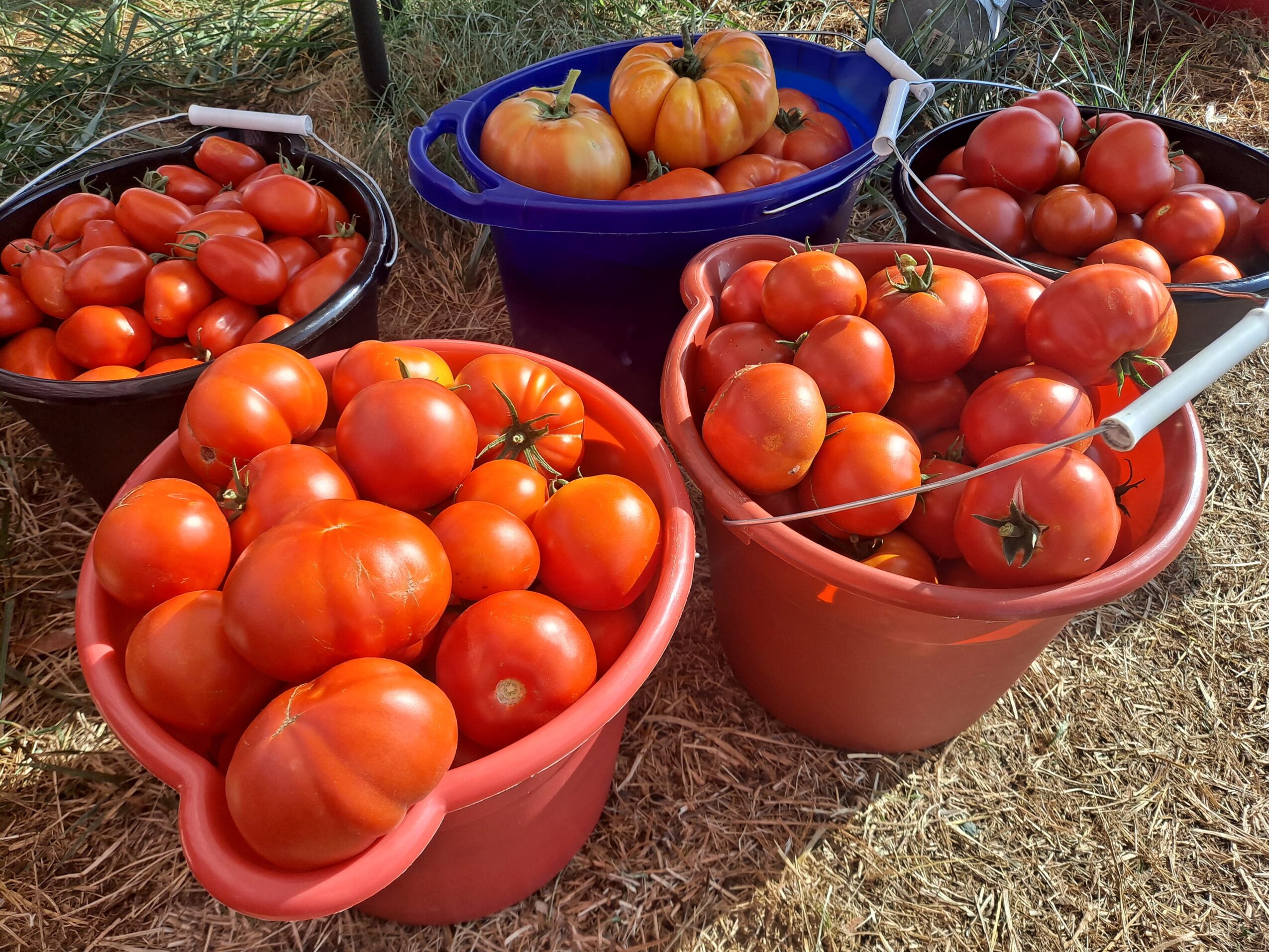 Four buckets filled with tomatoes and pumpkins outdoors on grass, with a blue container in the background.