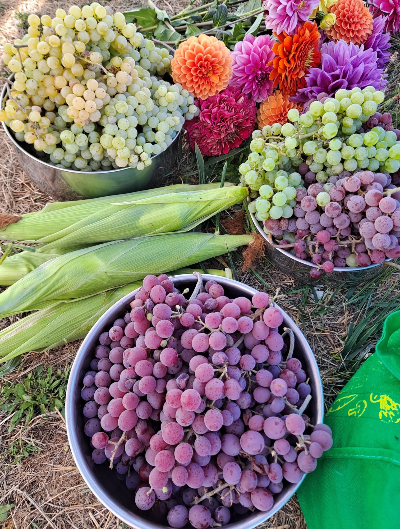 Baskets of grapes and colorful flowers outdoors, with green grass and soil visible.