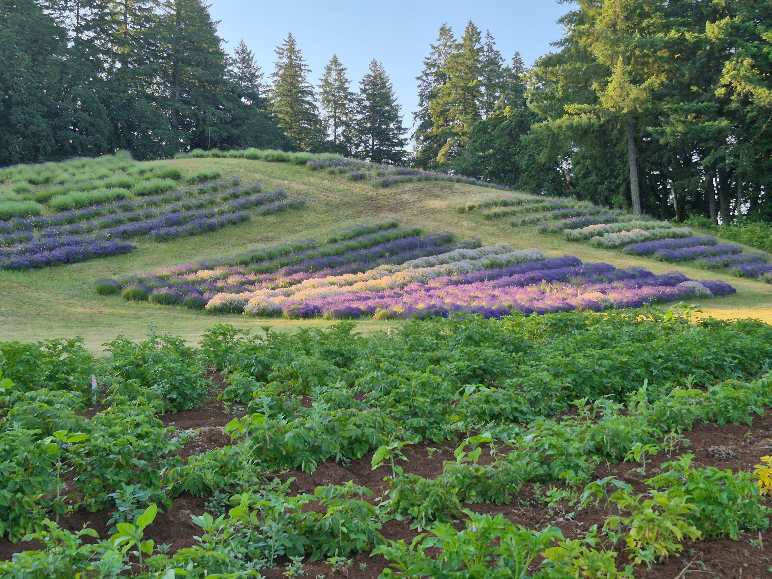 A hillside with rows of purple and green plants, surrounded by trees, under a clear sky.