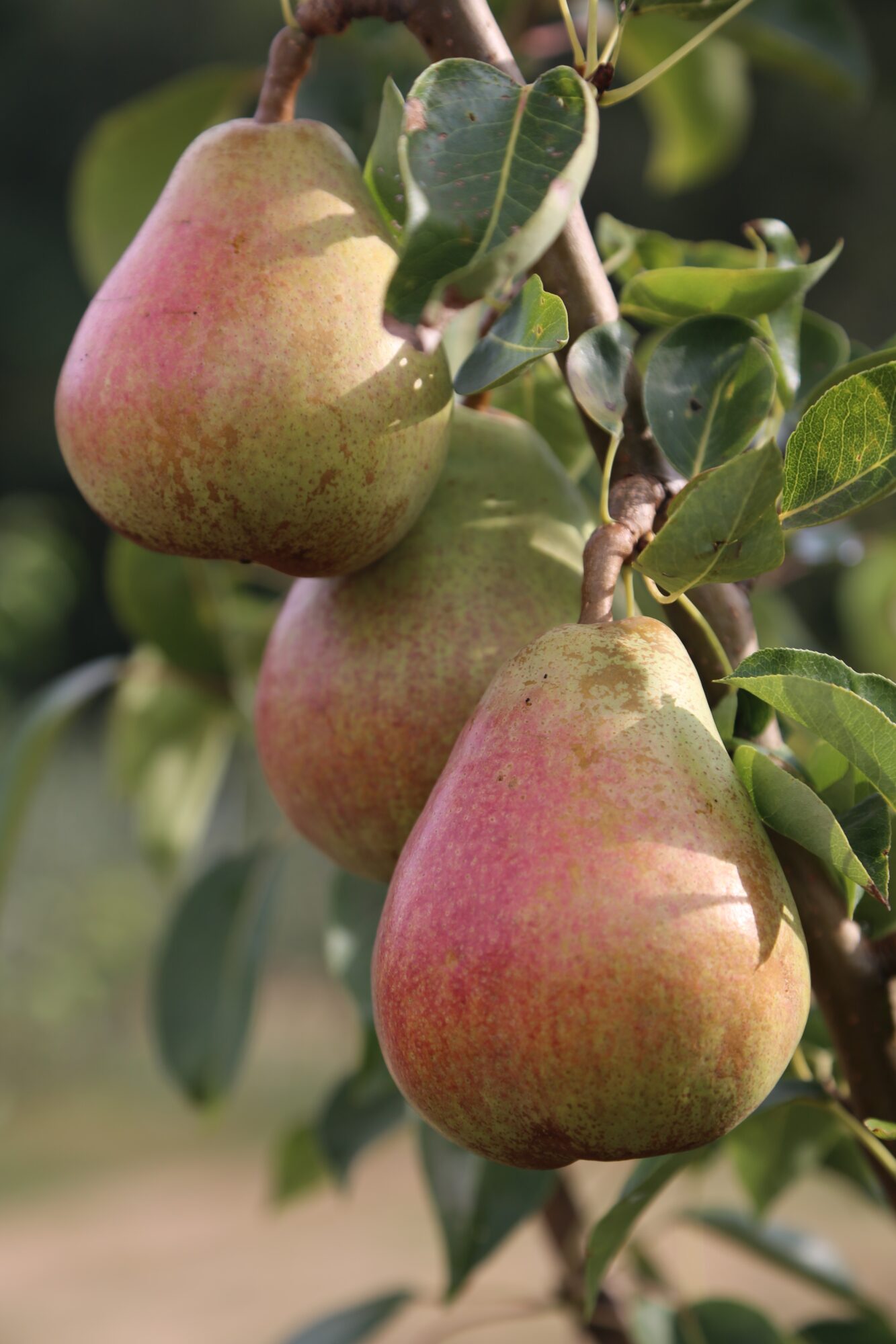 Three ripe pears hanging from a branch with green leaves, sunlight illuminating the fruit.