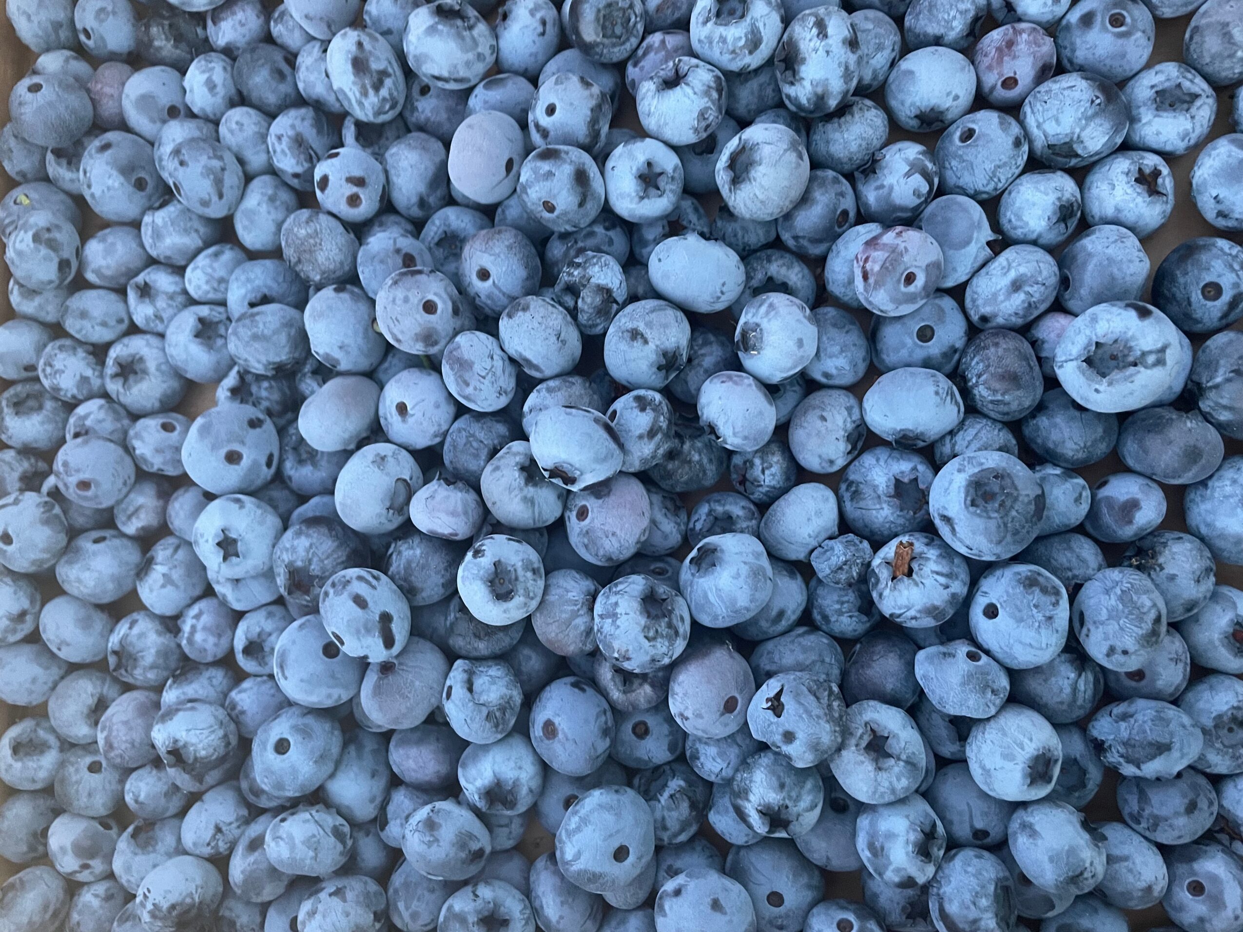 Close-up of numerous blueberries with a bluish hue, filling the entire frame.