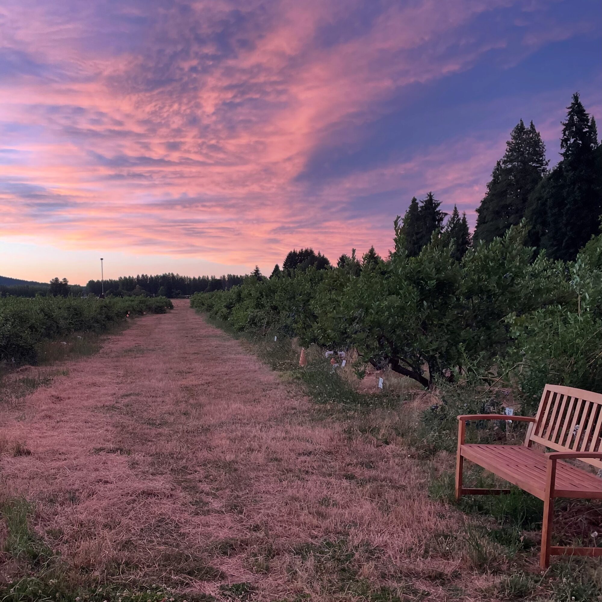 Sunset sky with pink and purple clouds over a dirt path lined with trees and a wooden bench on the right.