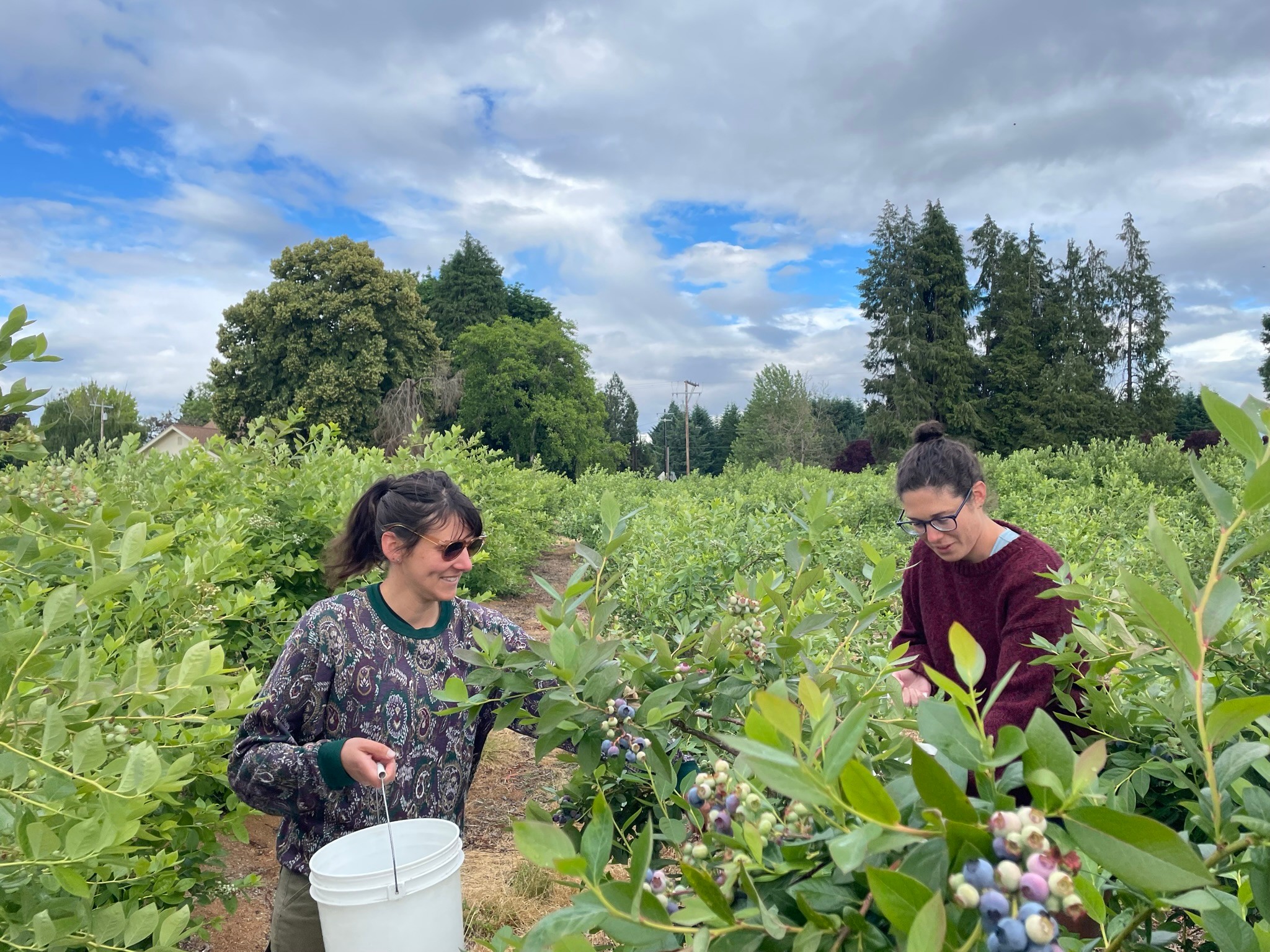 Two women in a green field with trees and a partly cloudy sky, picking berries or plants.