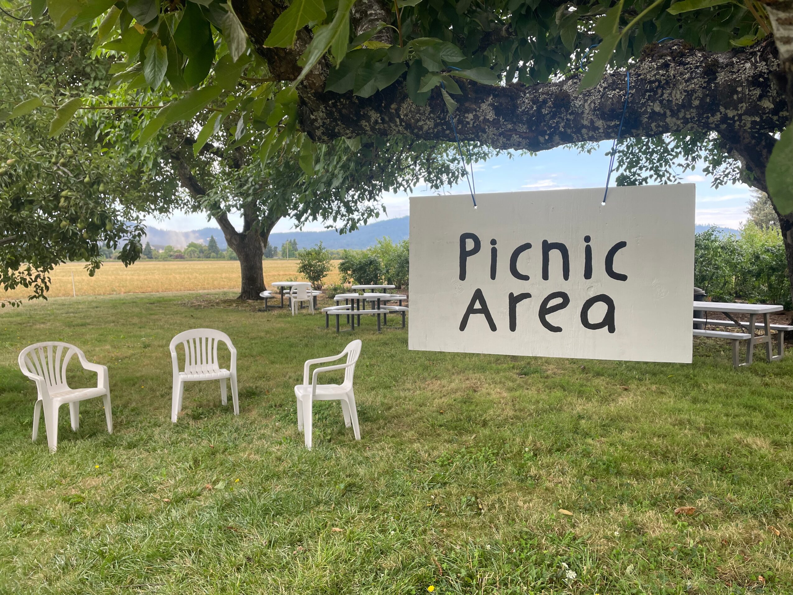 Picnic area with four white plastic chairs on grass, large tree, and a sign reading 'Picnic Area' under the tree.