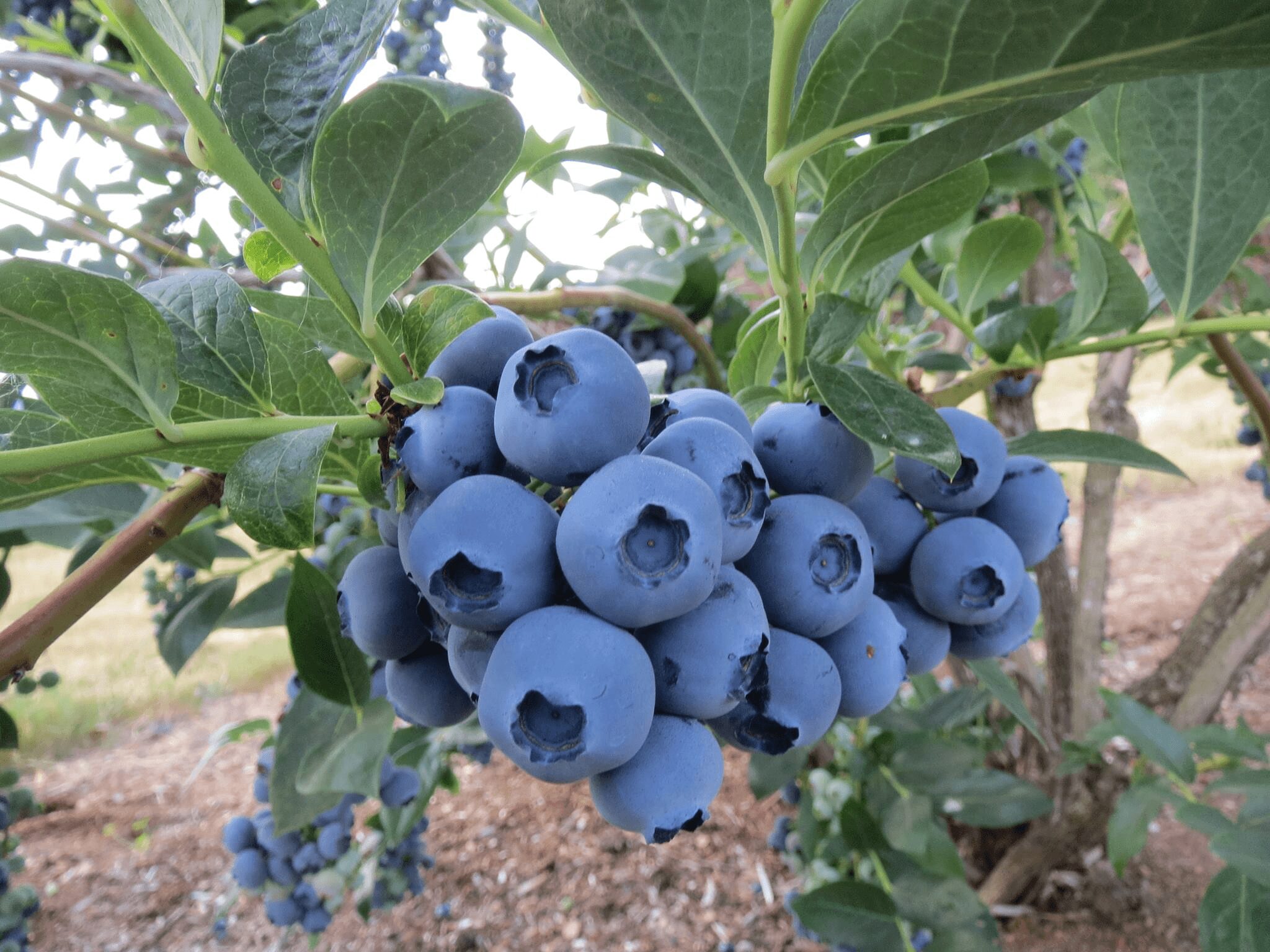 Cluster of ripe blueberries hanging from a bush with green leaves, outdoors, with soil visible in the background.