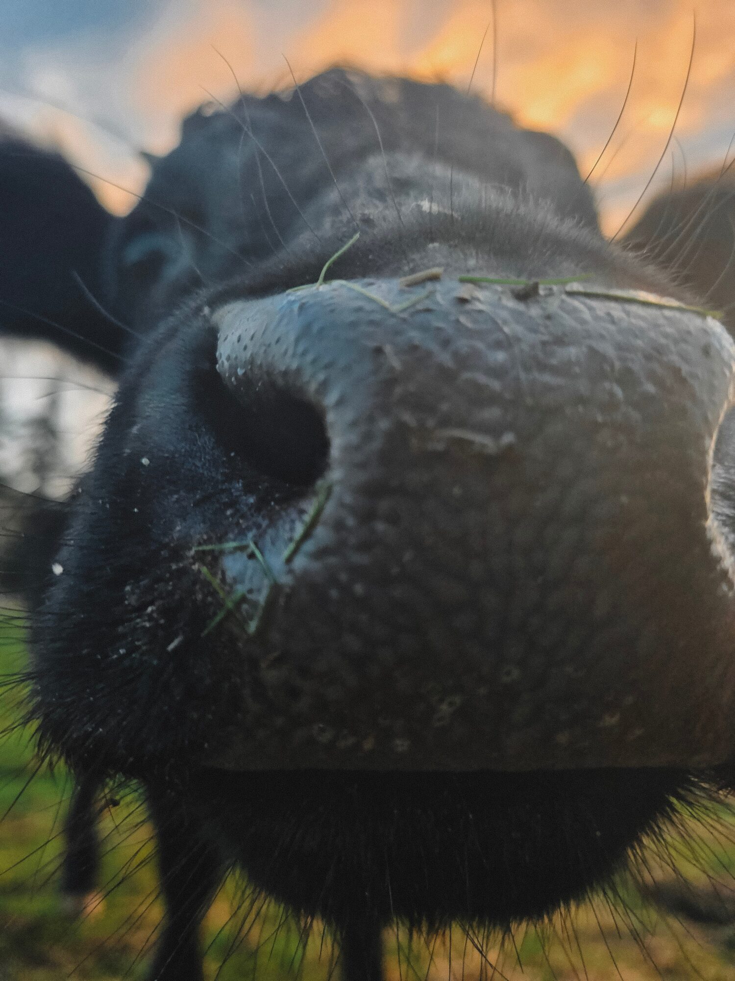 Close-up of a black dog's nose with a sunset sky in the background.