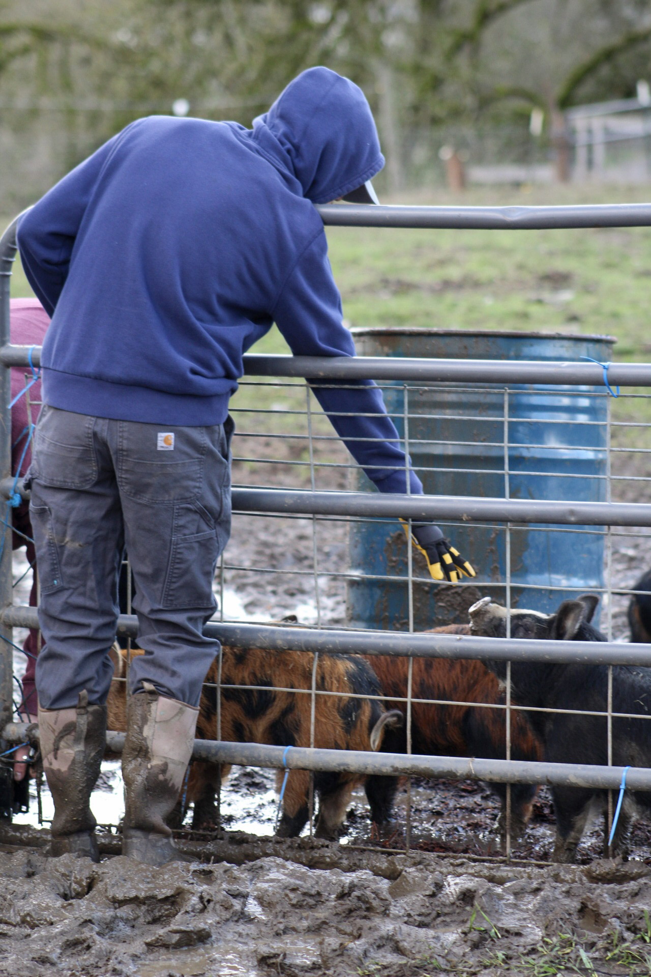 Person in blue hoodie and gloves feeding animals in muddy enclosure, with metal fencing and trees in background.