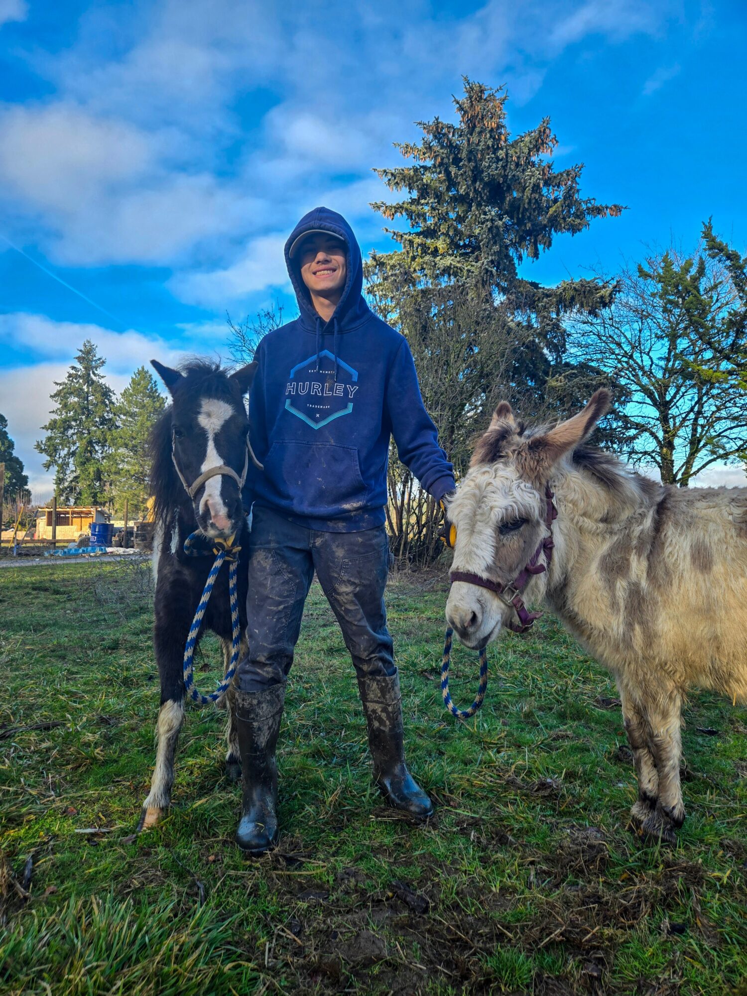 Person standing outdoors with two donkeys, holding their leads, under a blue sky with trees in the background.