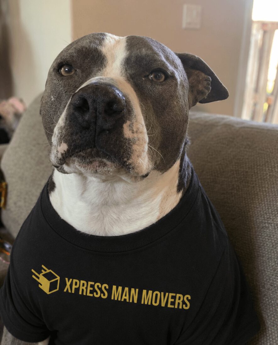 Dog wearing a black shirt with yellow text reading 'XPRESS MAN MOVERS' sitting on a couch indoors.