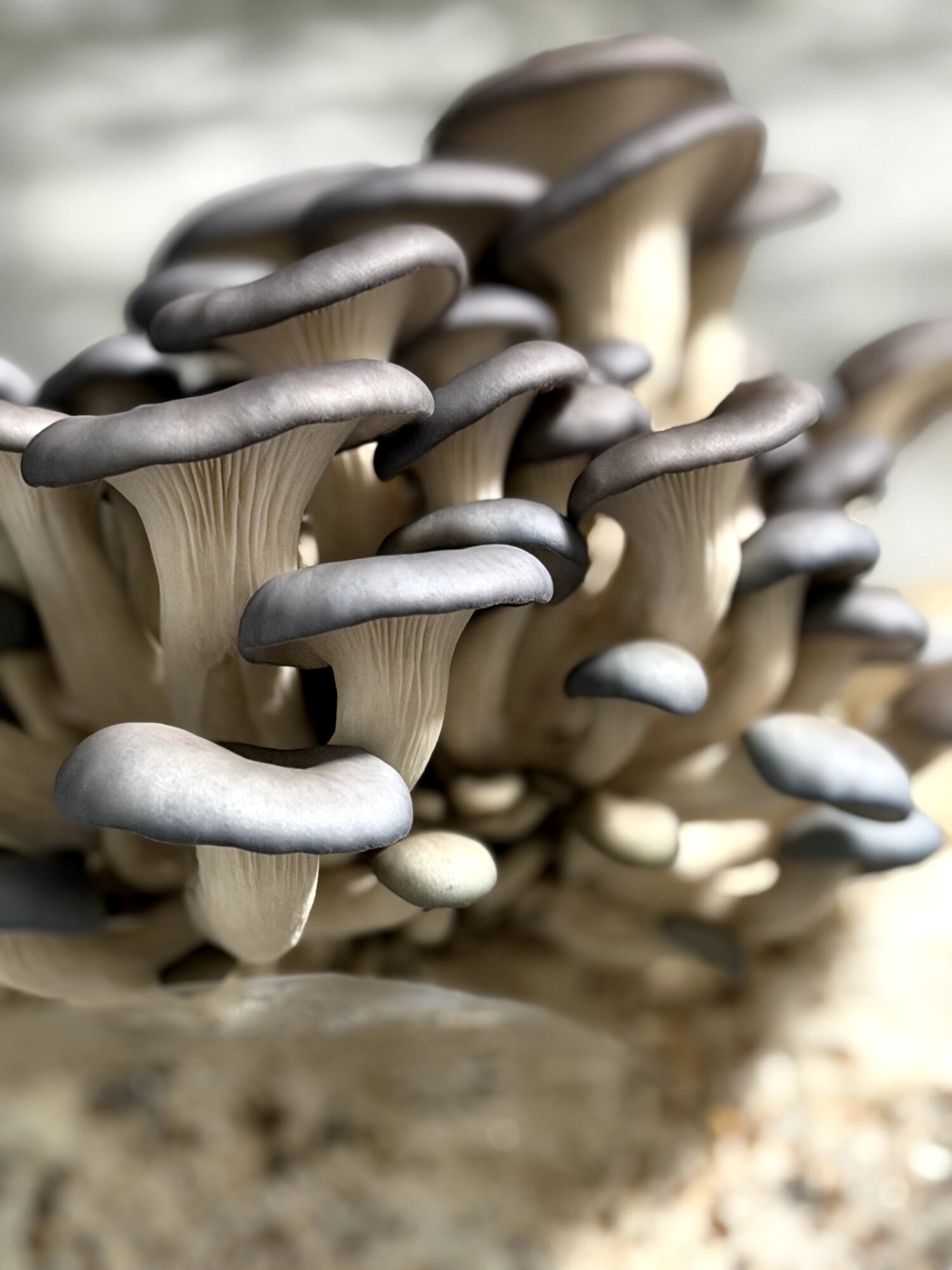 Cluster of grayish mushrooms growing on a surface, with caps and stems visible, in natural environment.