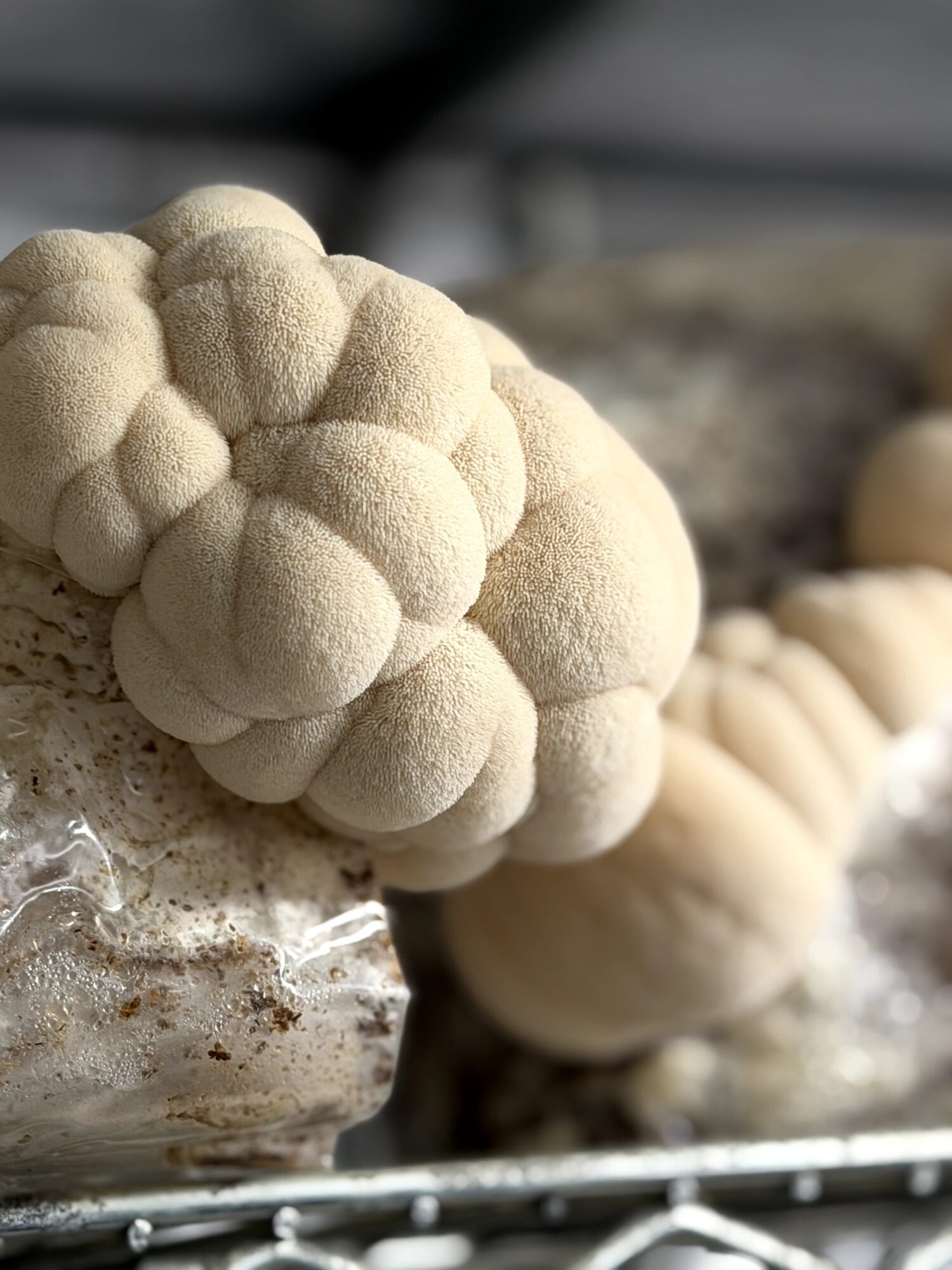 Close-up of a cluster of beige, rounded, textured objects resembling a cauliflower or brain, on a rocky surface.