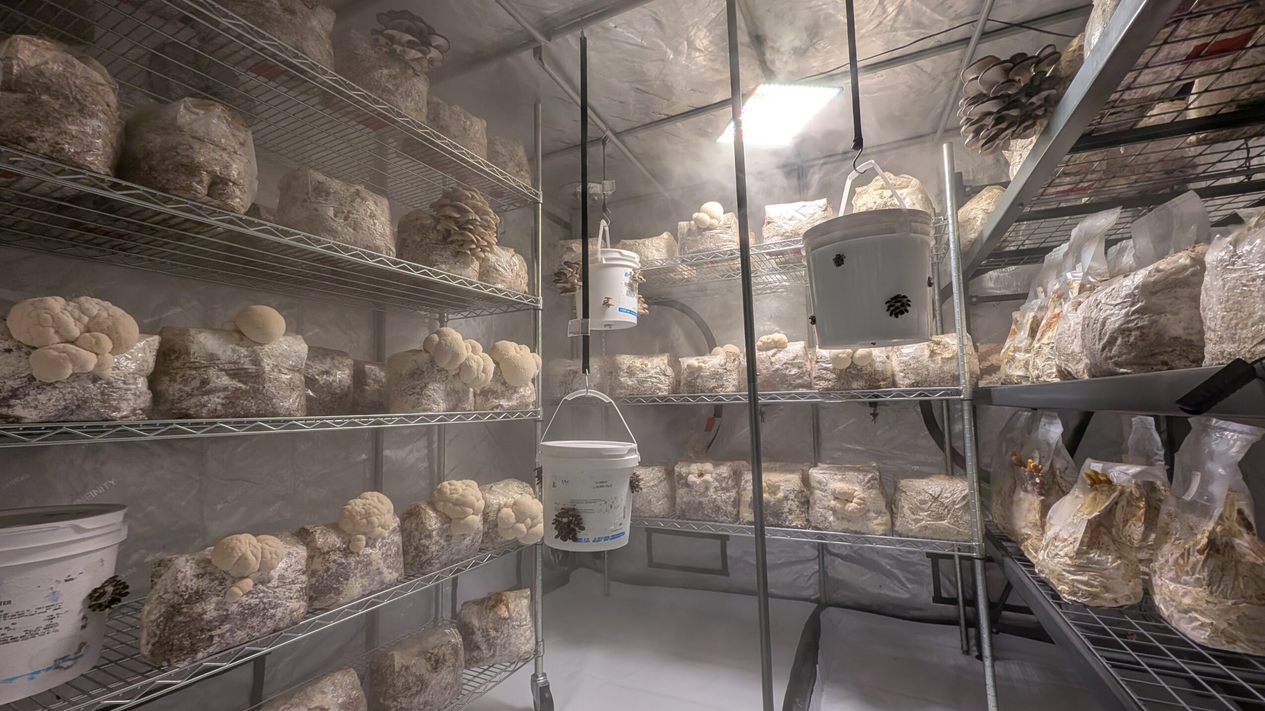 Storage room with shelves filled with plastic bags of mushrooms and equipment, metal racks, and a foggy atmosphere.