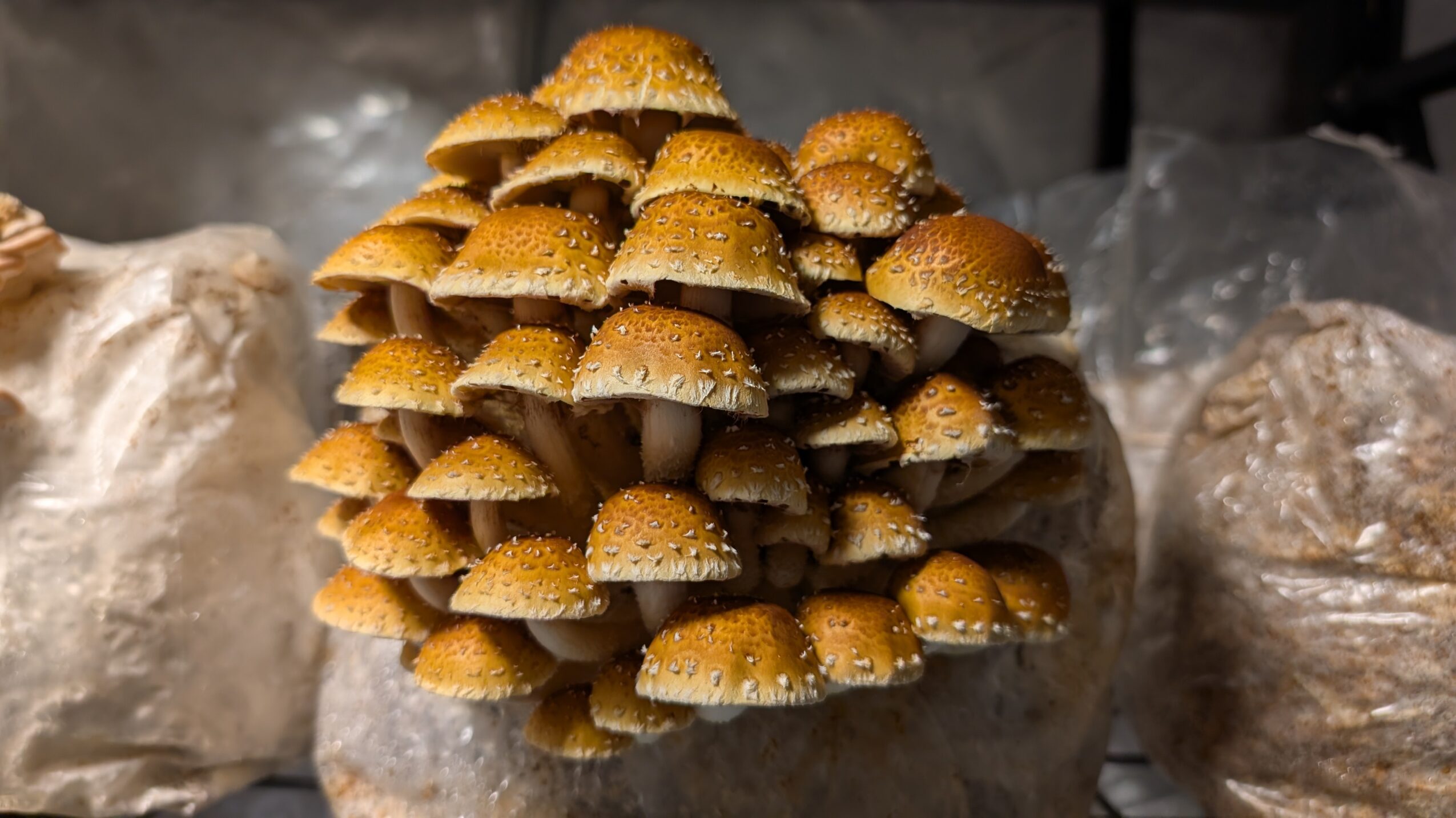 Cluster of yellow mushrooms with brown caps growing on a surface, surrounded by plastic bags.