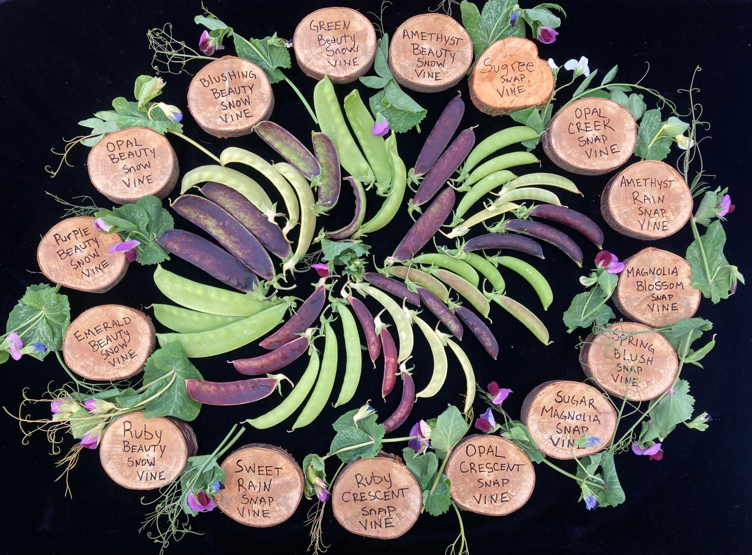 Arrangement of eggplants and plant labels in a circular pattern on a black background.