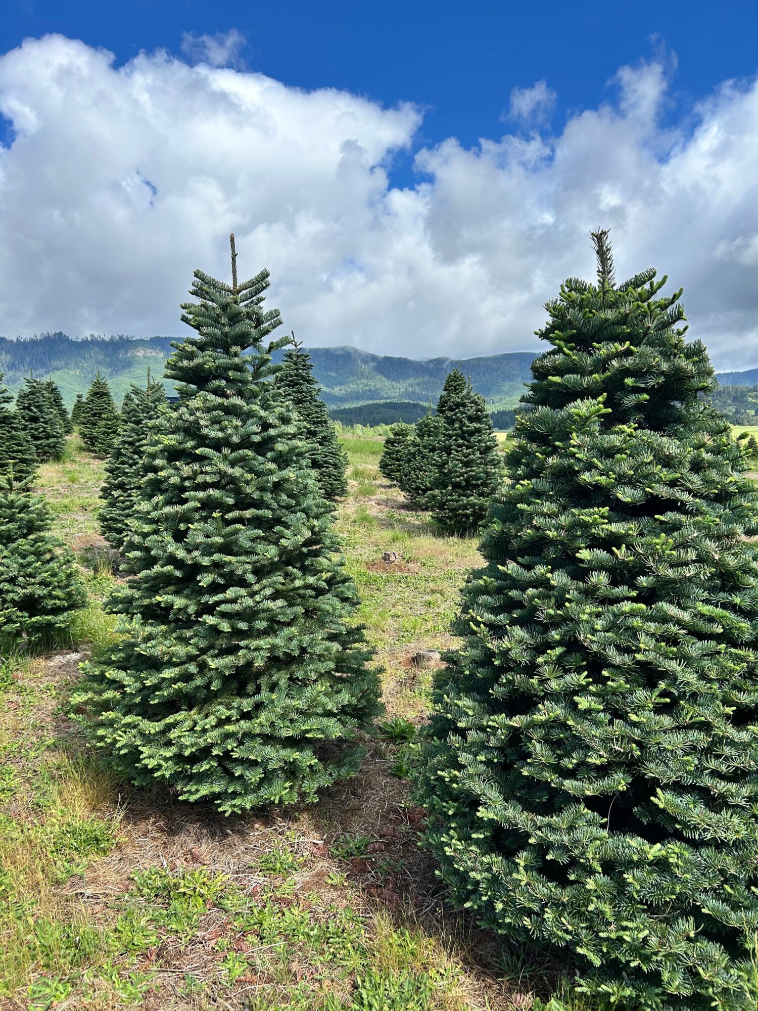 Two tall evergreen trees in a grassy field with a cloudy sky and distant hills.