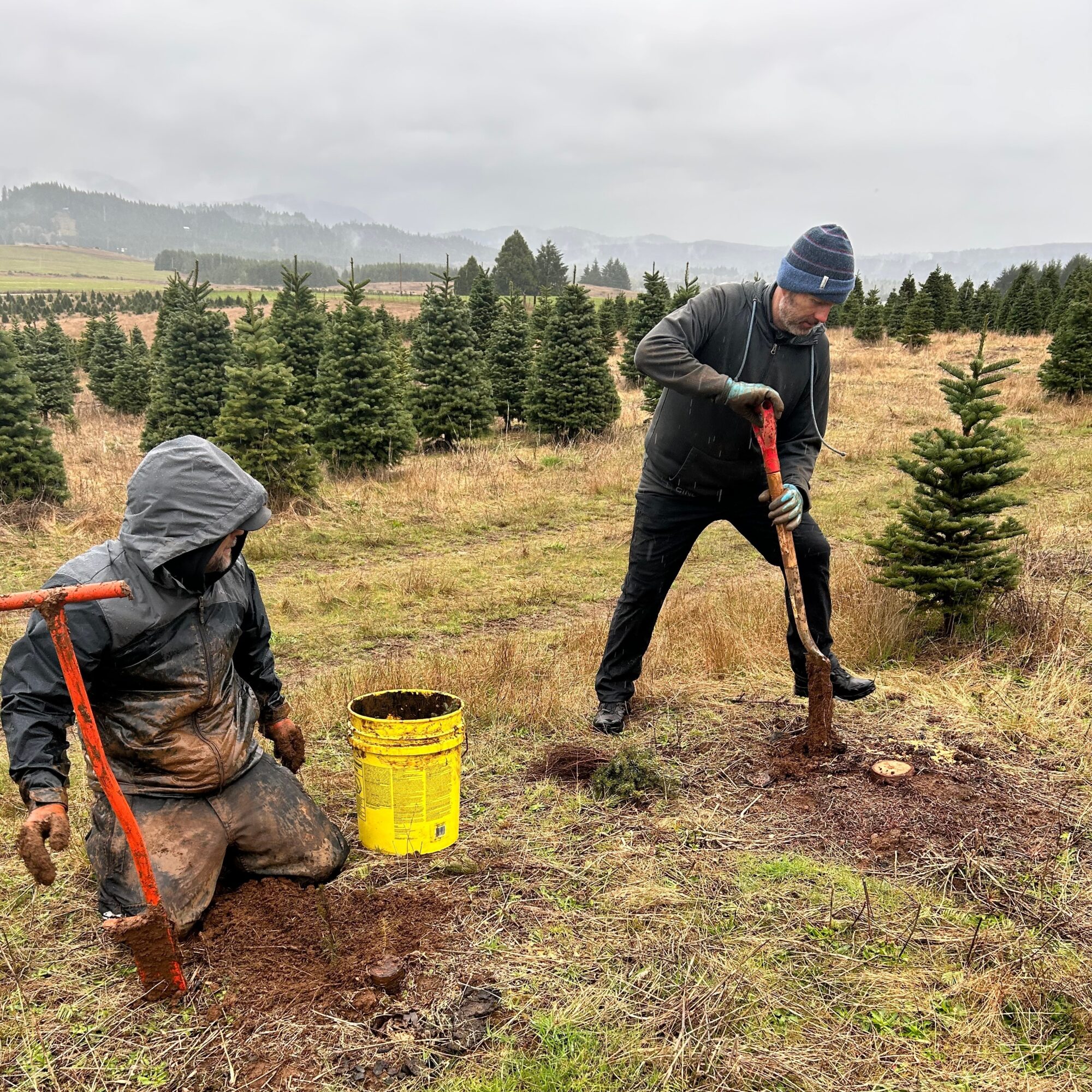 Two people planting a tree in a field with rows of small trees, cloudy sky, one person kneeling, the other digging with a shovel.