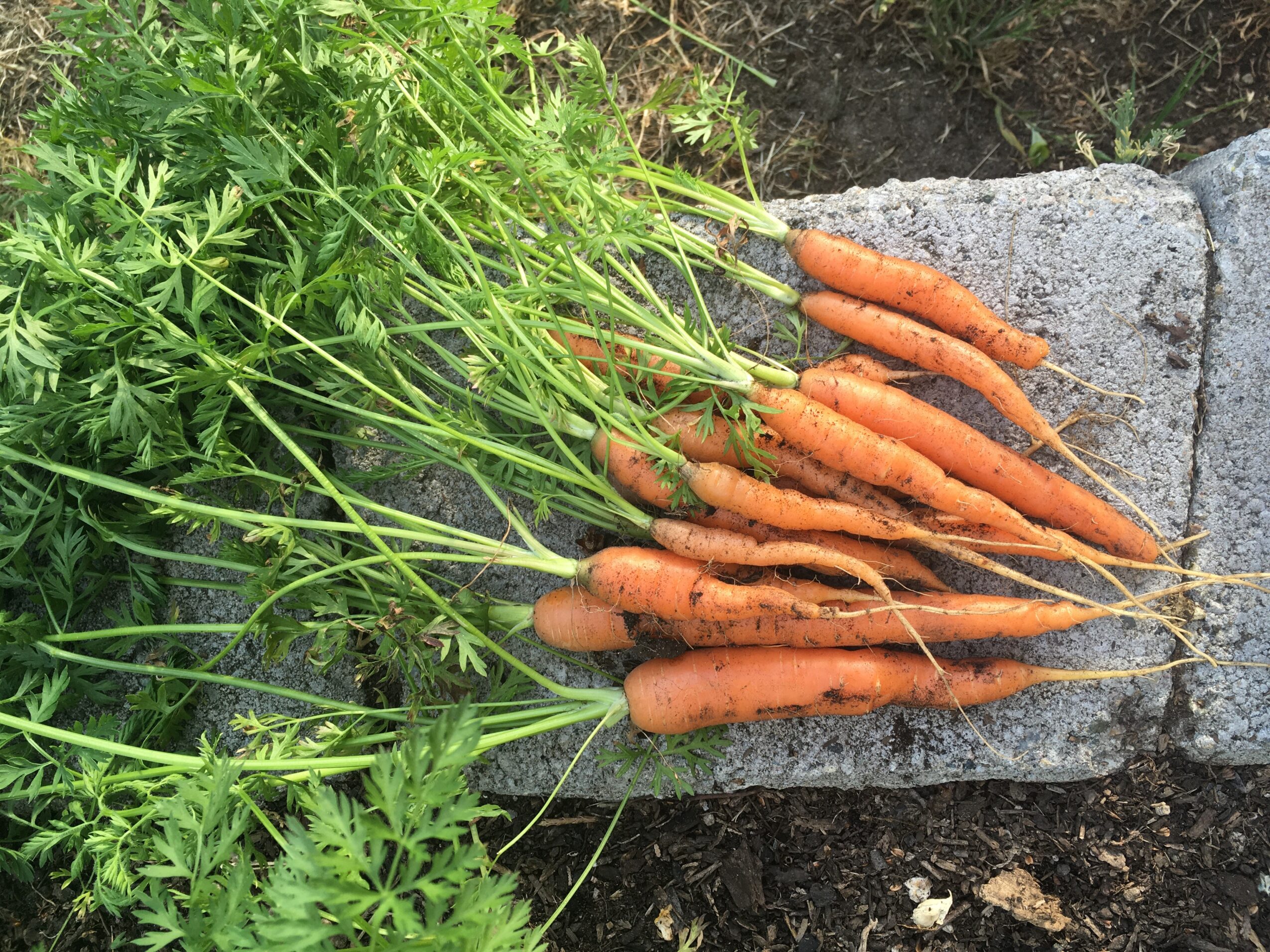 Fresh carrots with green tops laid on a stone surface outdoors, with soil nearby.