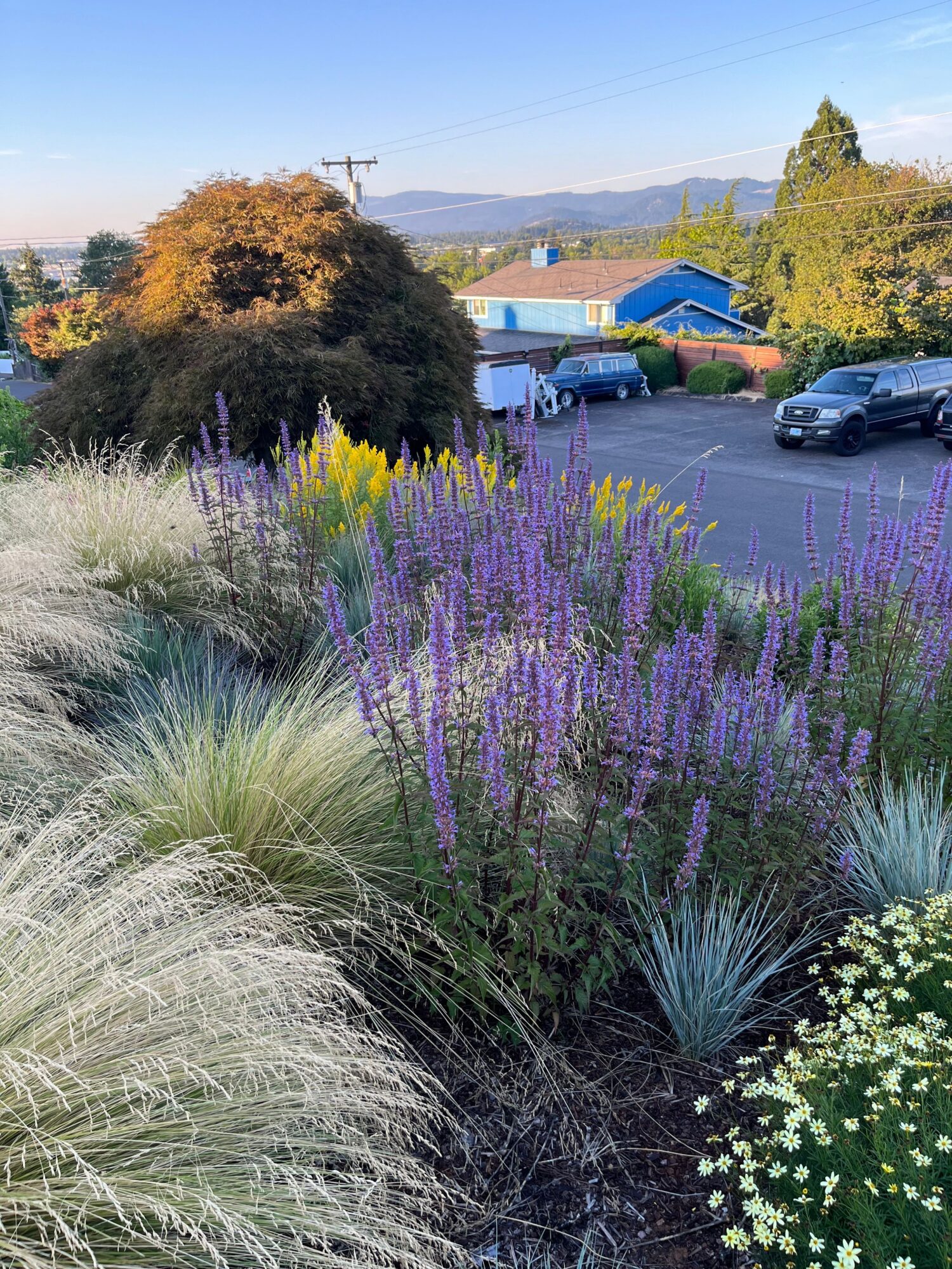 Colorful garden with purple, yellow, and white flowers, trees, and parked cars in the background.