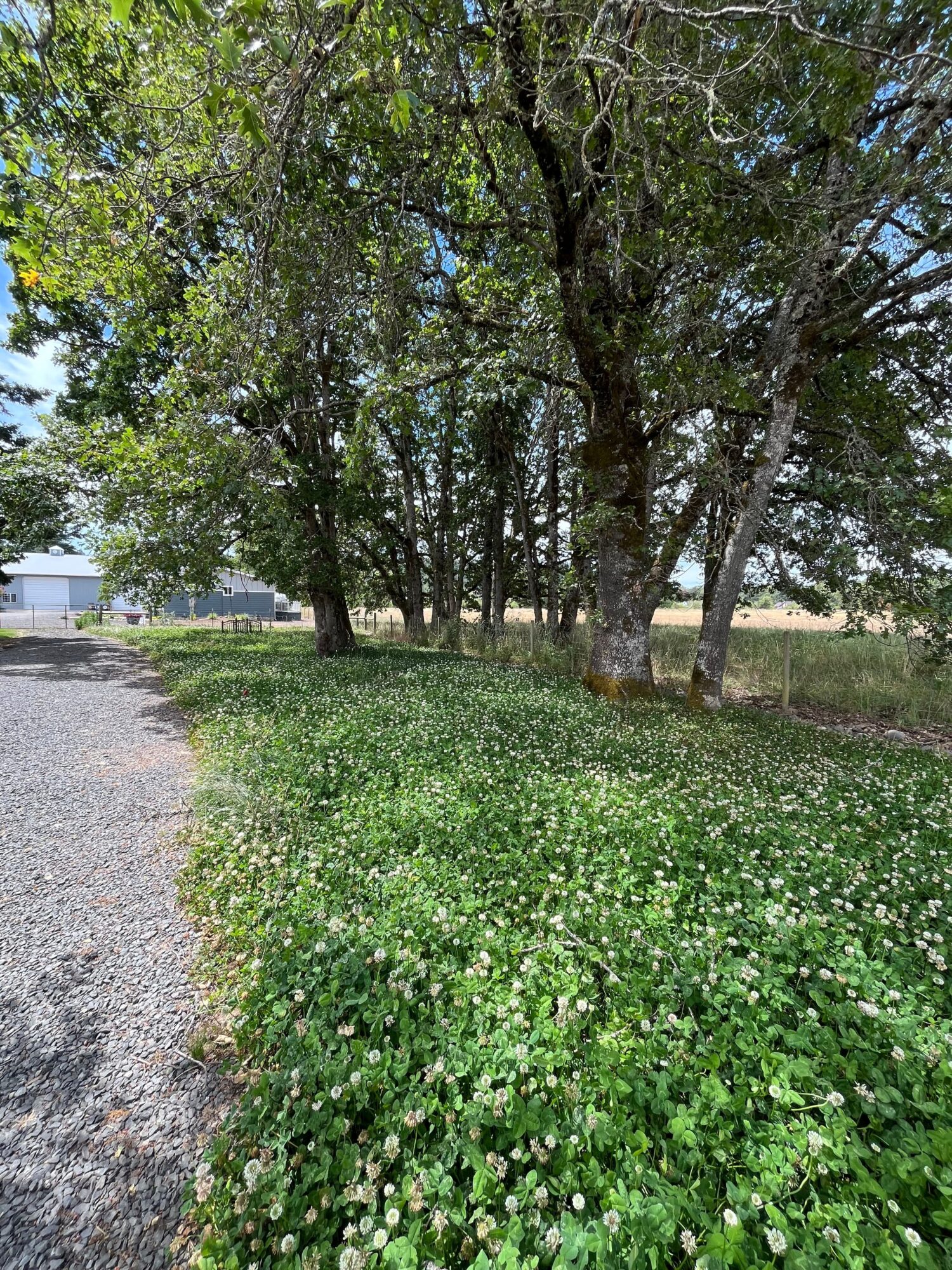 Pathway through a grassy area with trees and white flowers, leading to a distant building, under a partly cloudy sky.