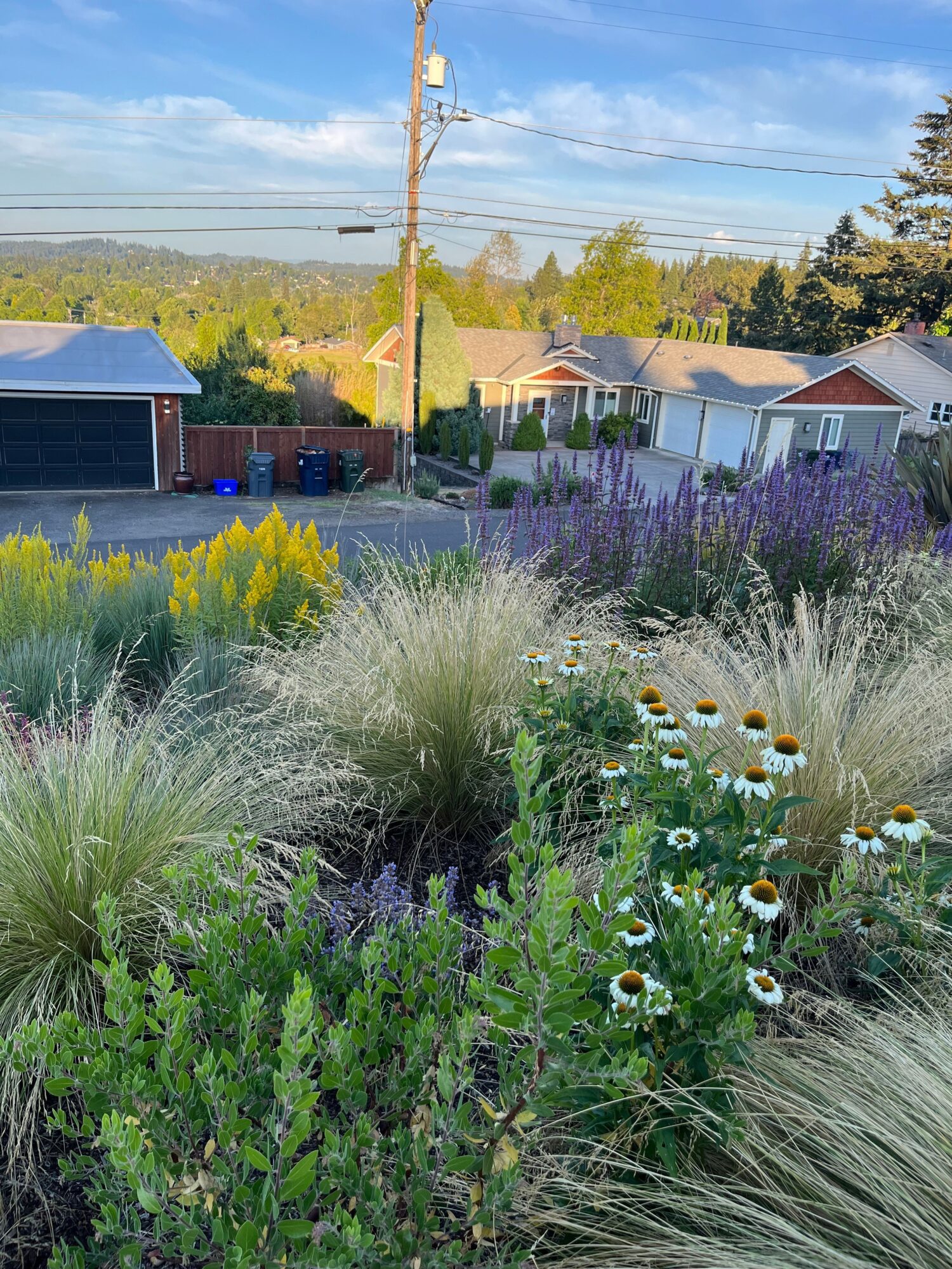 A garden with white daisies and ornamental grasses, houses in the background, and a blue sky with clouds.