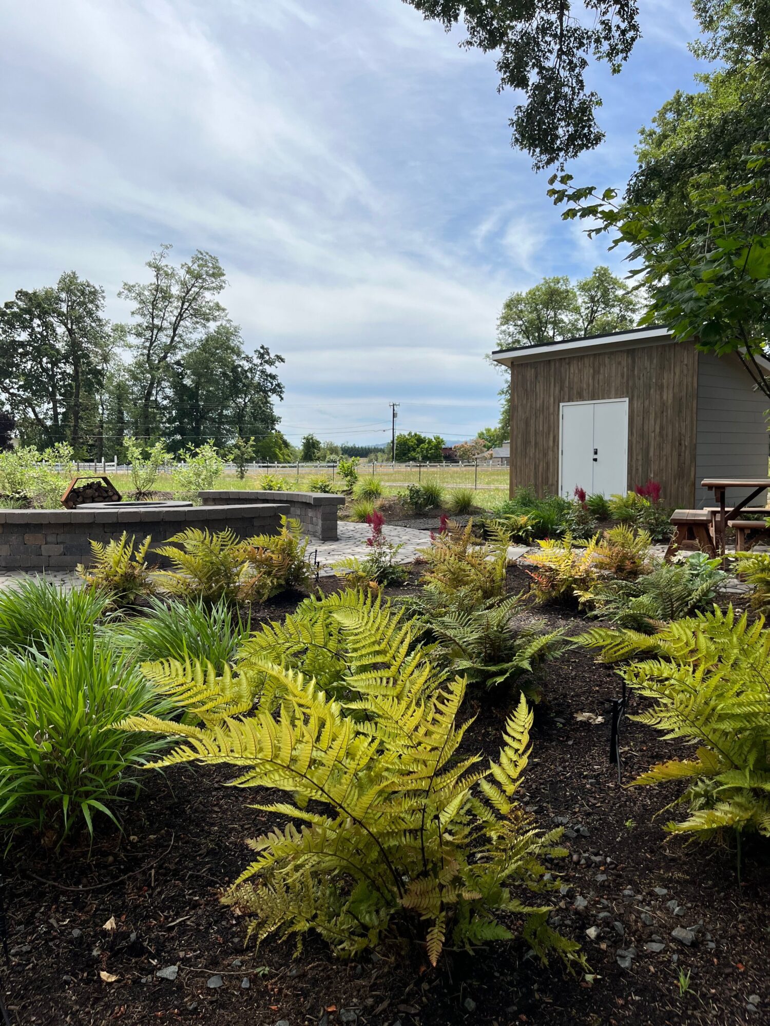 Garden with ferns, a small shed, and trees under a partly cloudy sky.