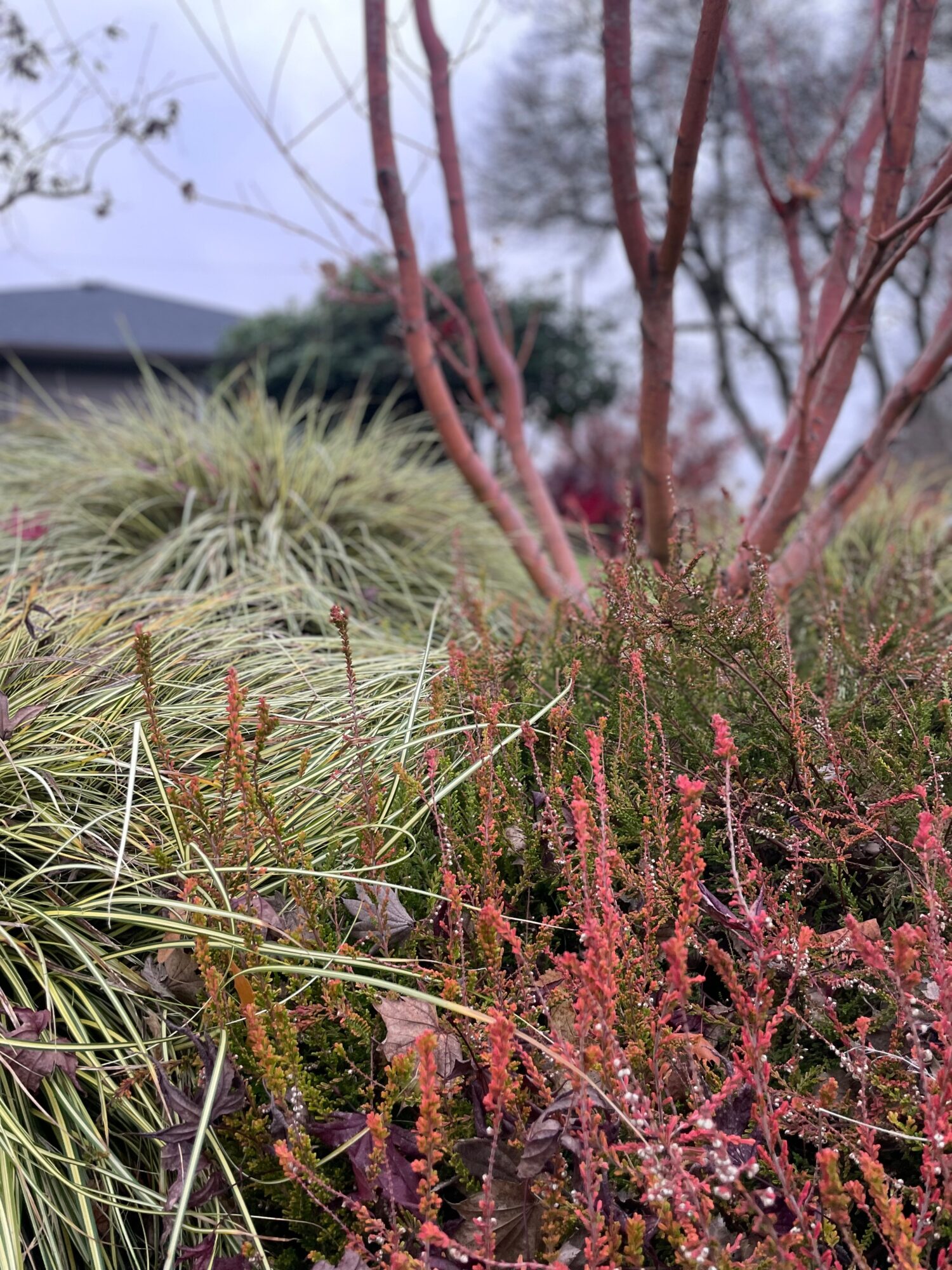 Close-up of pink flowering plants and a small tree with reddish branches, with grass and a building in the background.