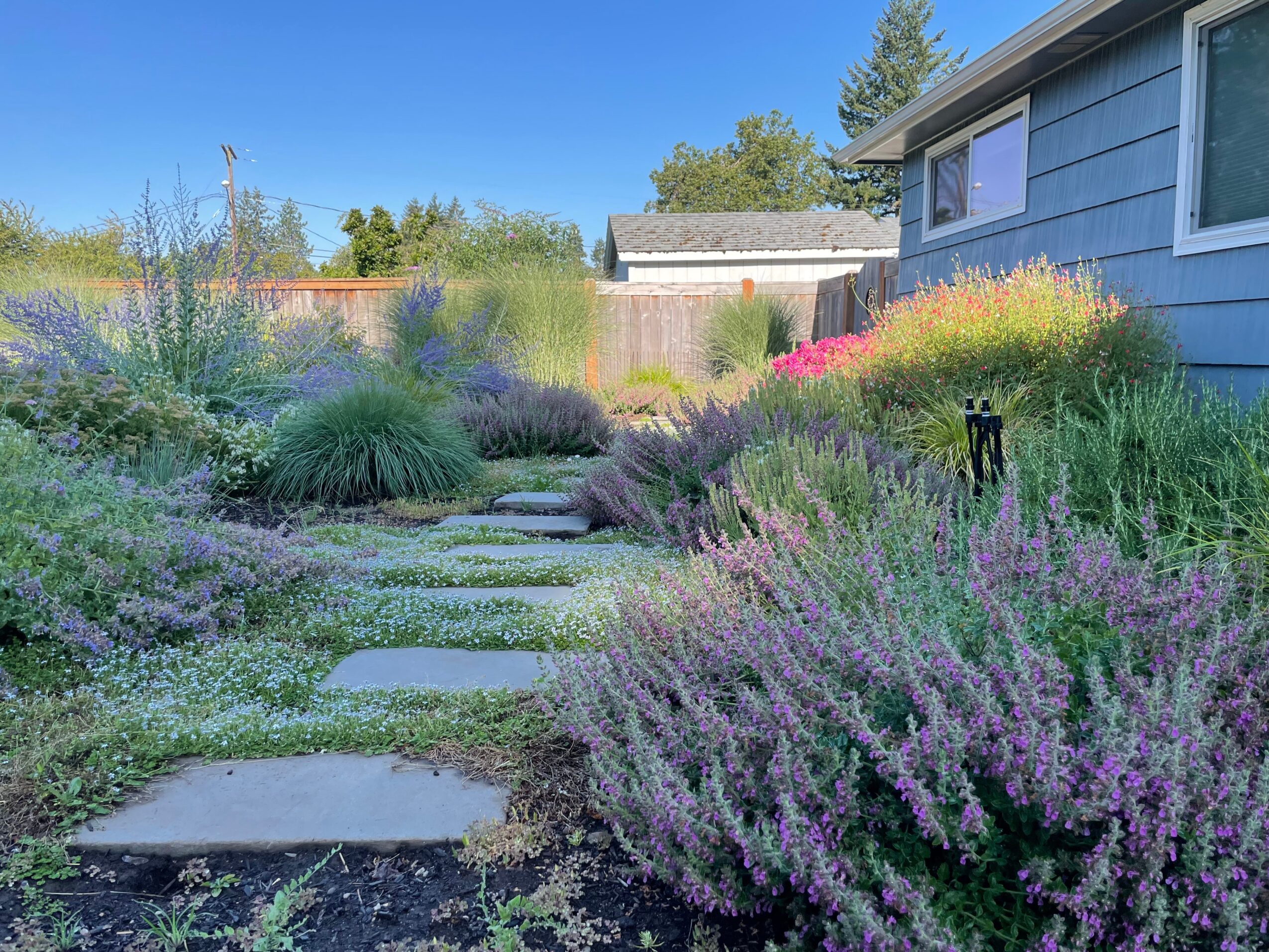 Garden with stone pathway, colorful plants, and a house with blue siding, under a clear blue sky.