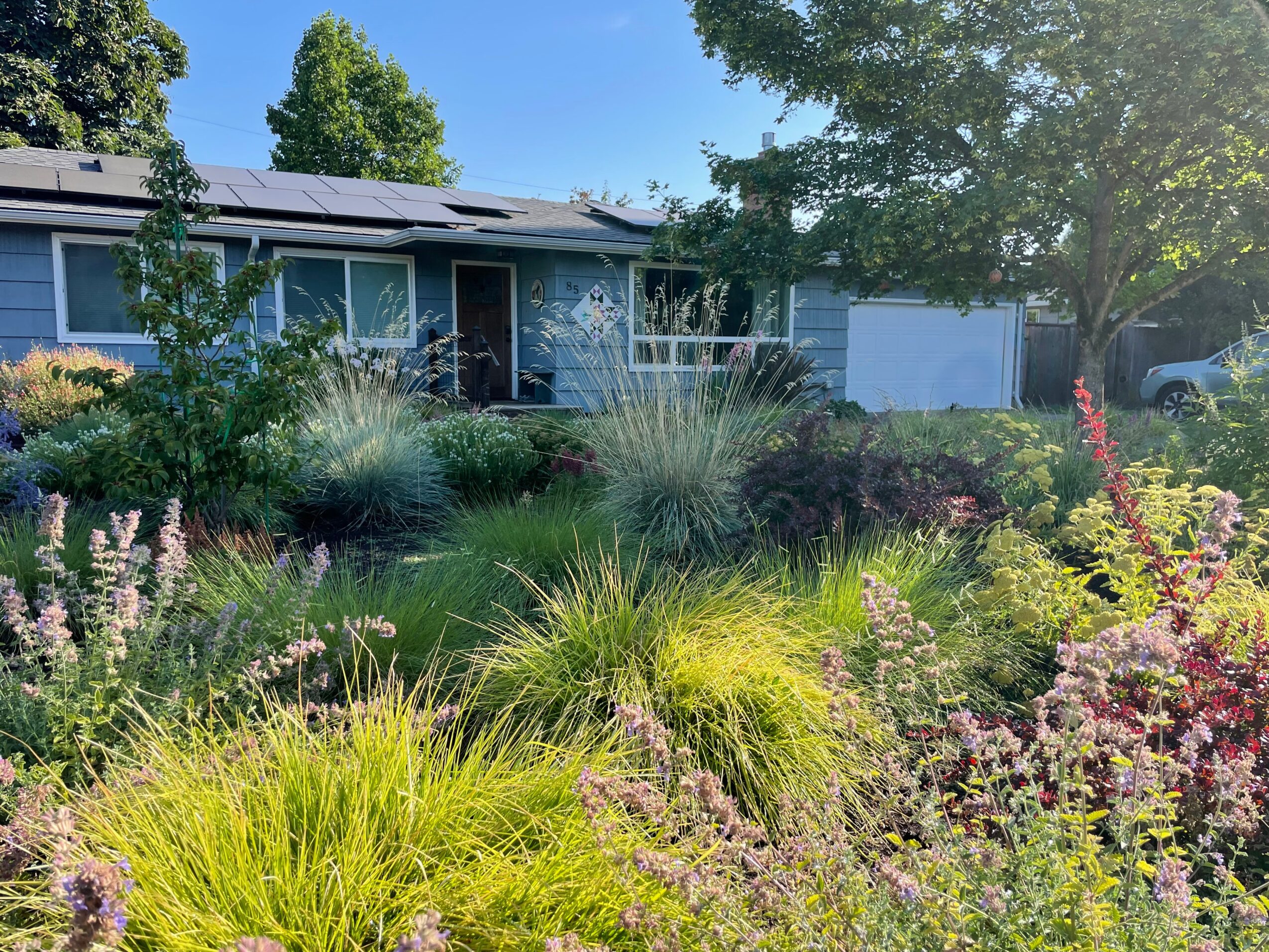 Front yard with a house, trees, and a garden with various plants and flowers, under a clear blue sky.
