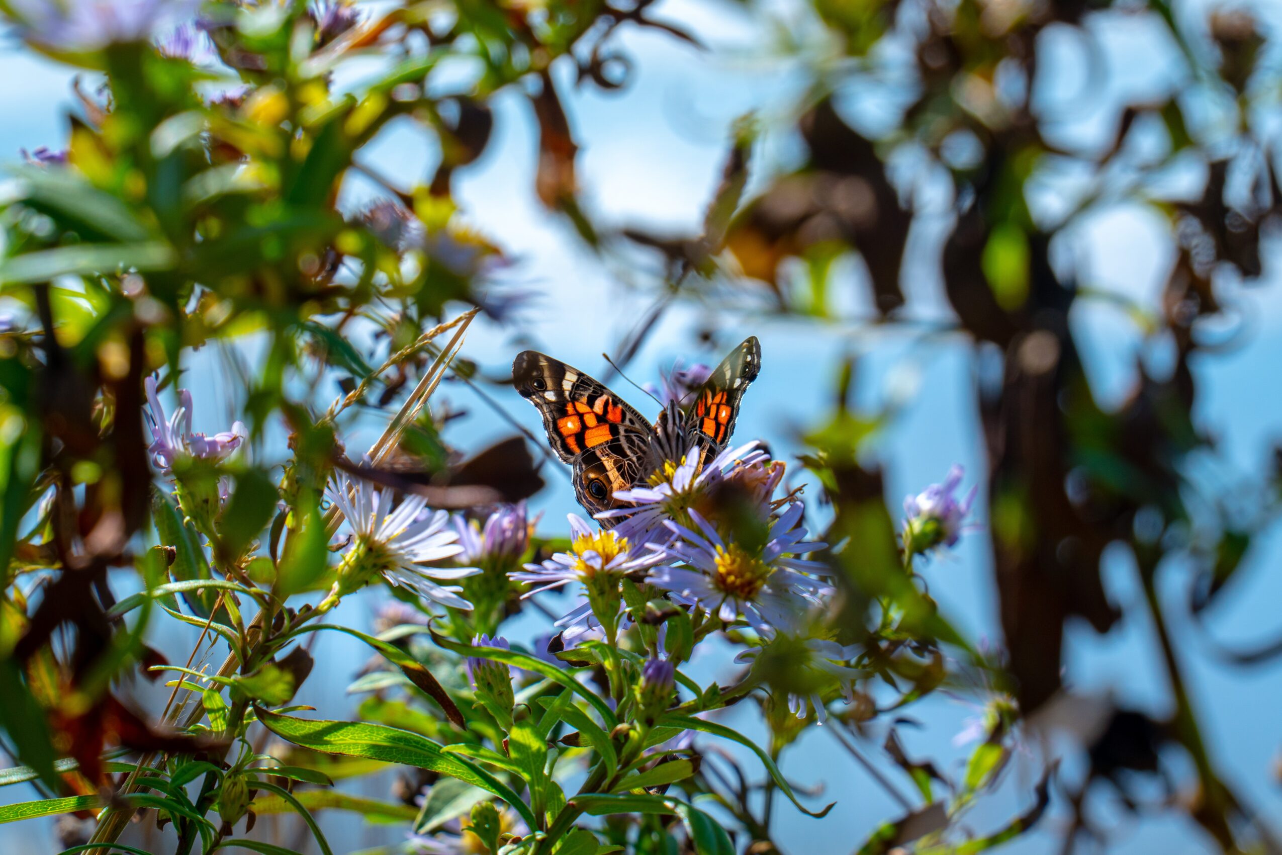 Butterfly with orange and black wings on purple flowers among green leaves, bright sky background