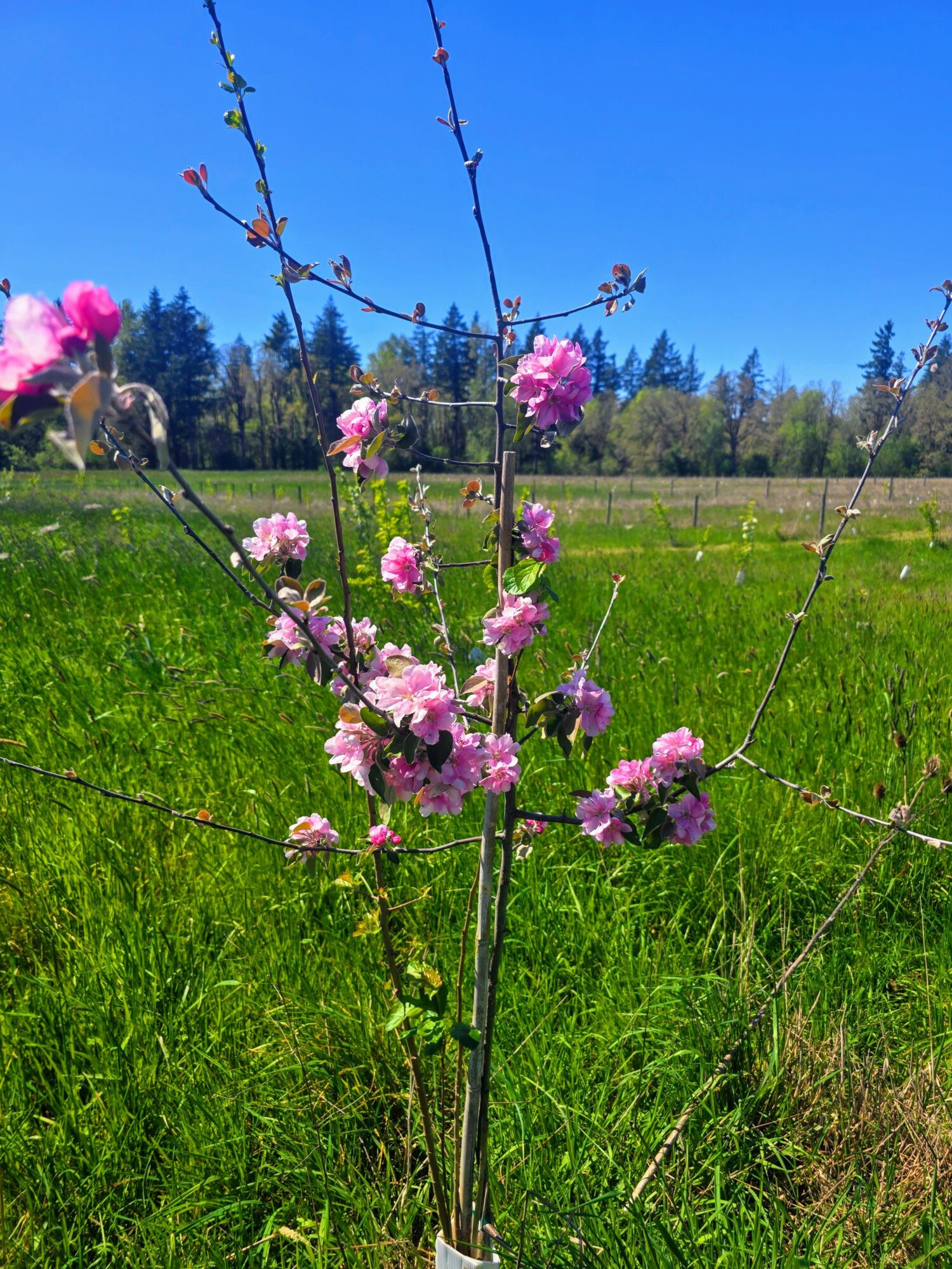 Young flowering tree with pink blossoms in a grassy field under a clear blue sky.