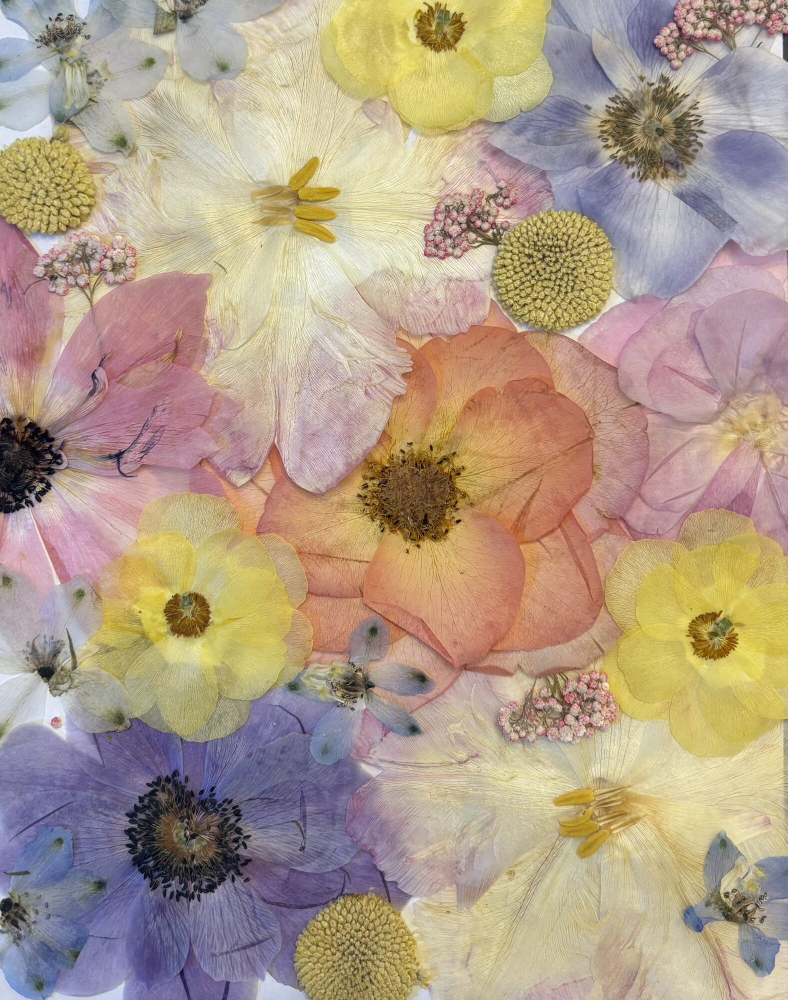 Close-up of colorful pressed flowers in pink, yellow, purple, and white with detailed petals and centers.