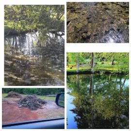 Four images of natural scenes with water, trees, and soil, including a pond, muddy ground, and reflections in water.