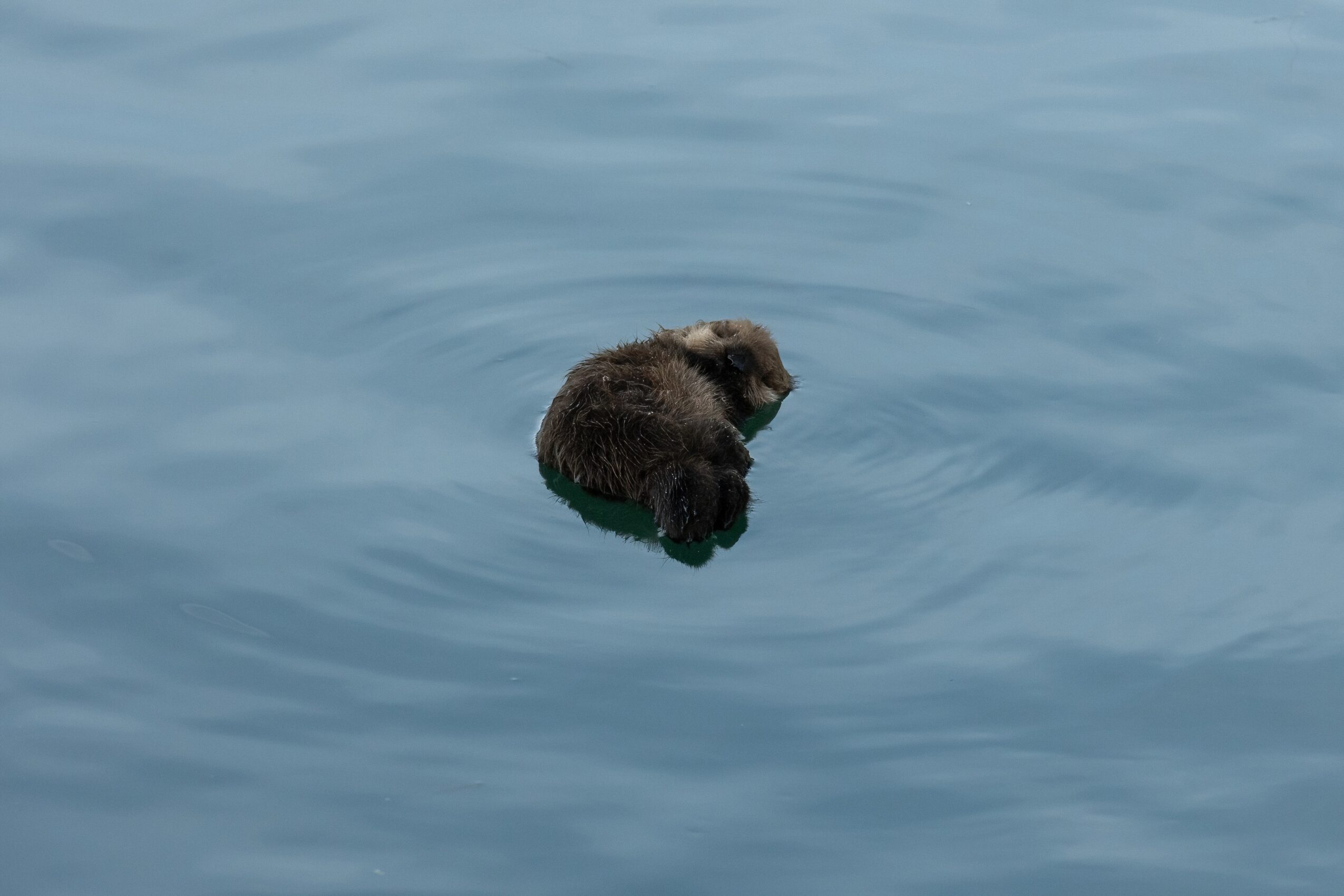 A small bear-shaped object floating on water, viewed from above, with ripples around it.