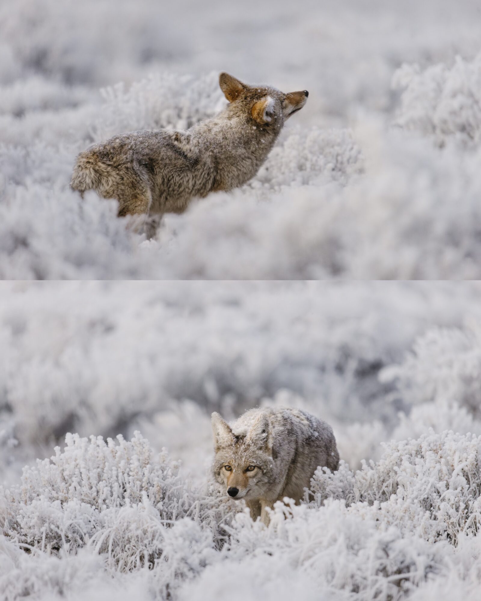 A fox running through snow-covered terrain with snow flying around it.