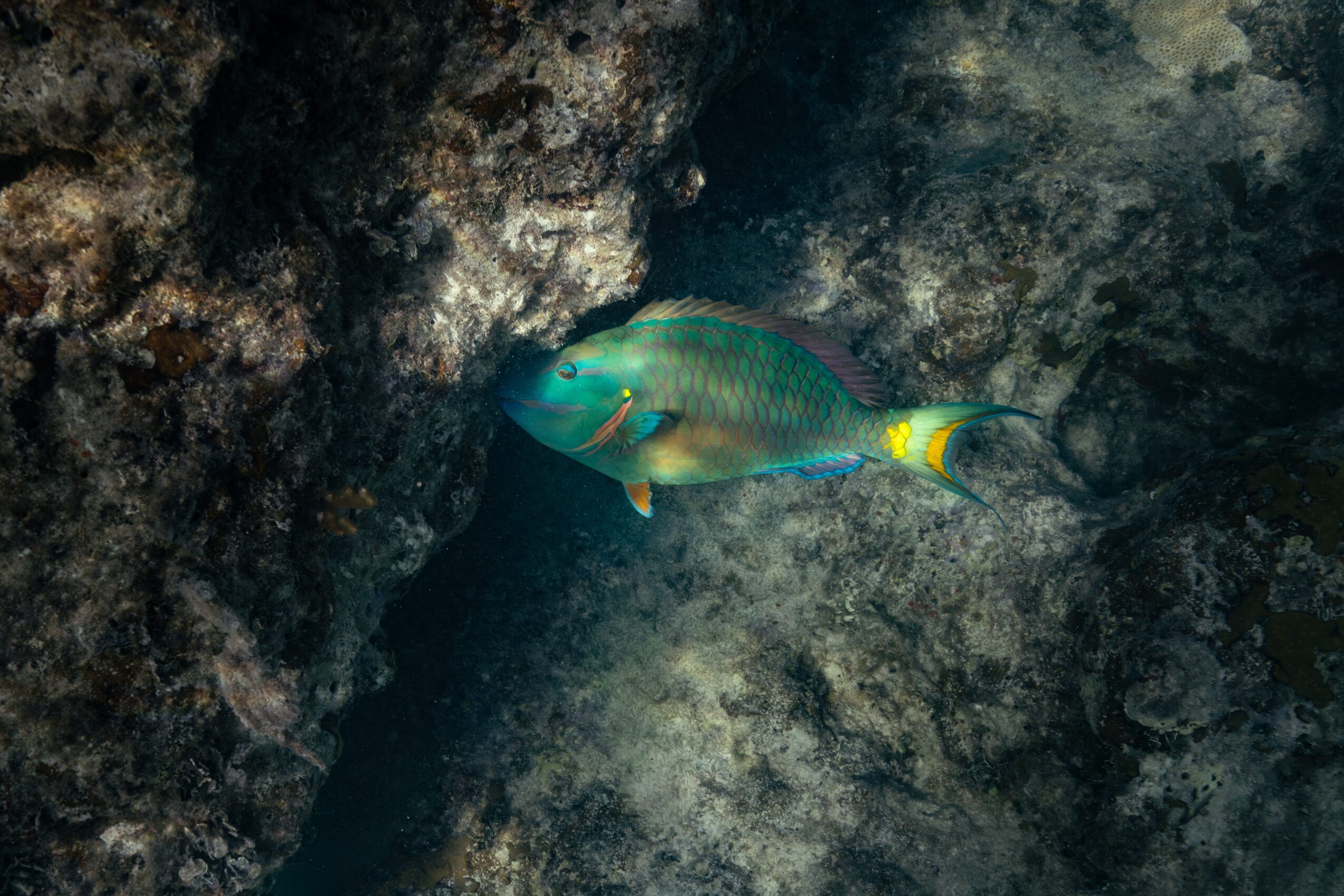 Colorful fish swimming near rocky underwater surface, with green, yellow, and blue hues.