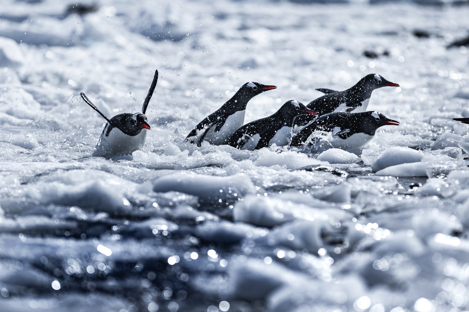 Four penguins swimming in icy water with floating ice chunks, one penguin appears to be diving or emerging from the water.