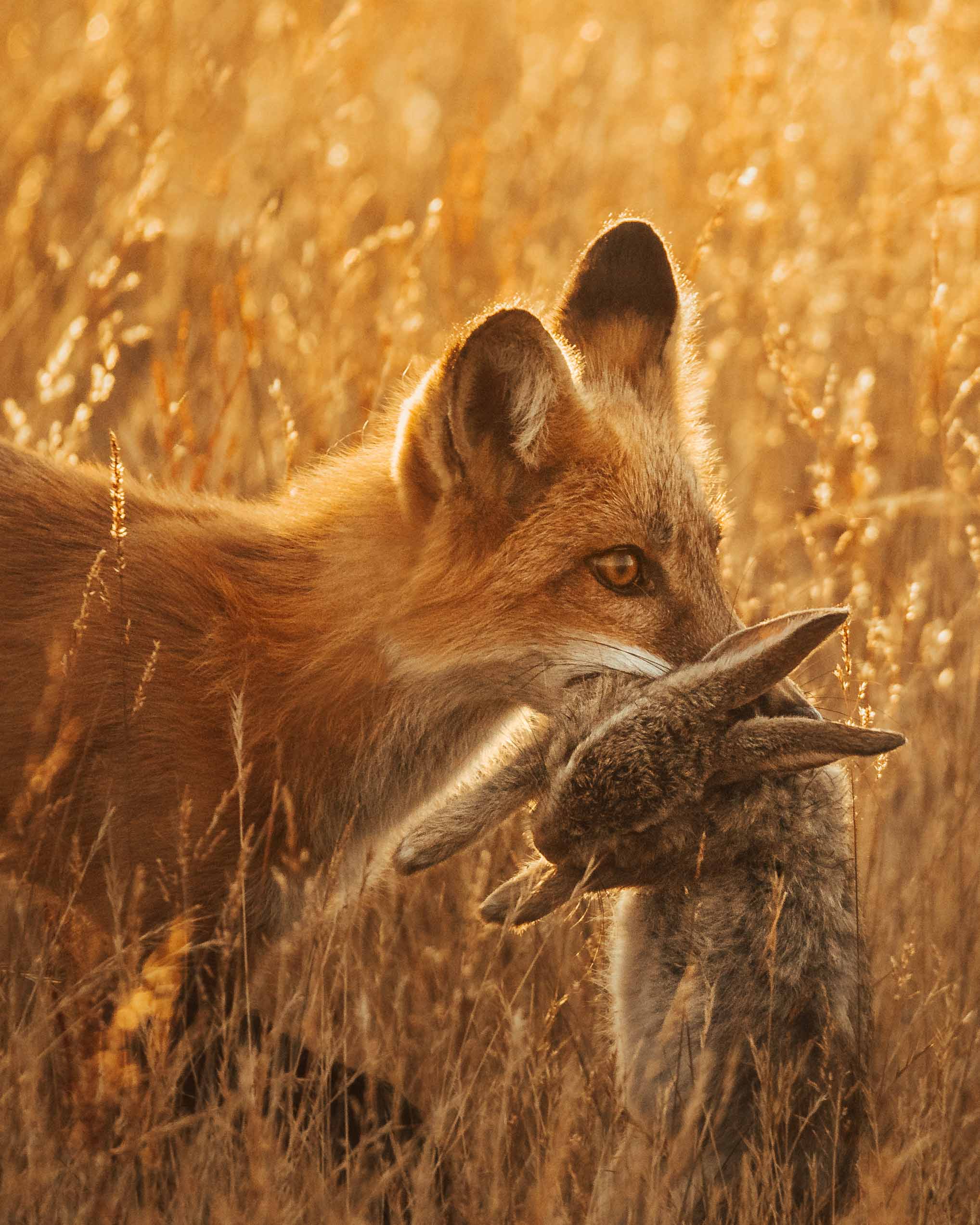 A fox holding a rabbit in its mouth in a golden field during sunset.