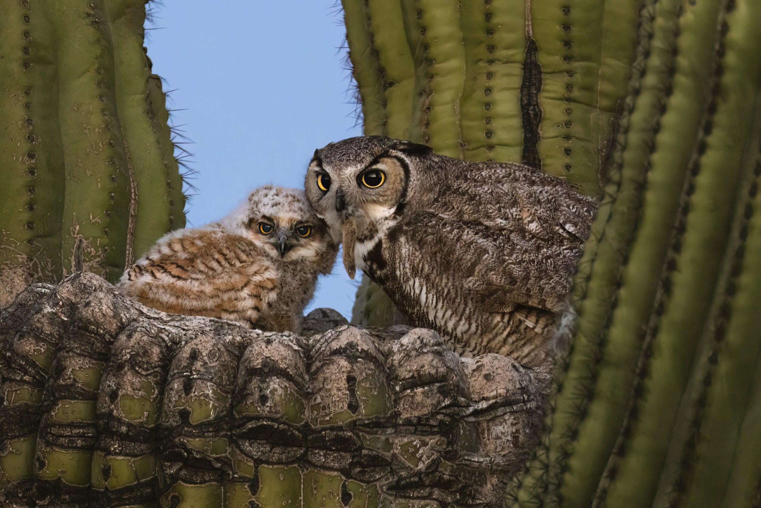 Two owls perched on a branch among cactus plants, facing each other with heads close together.