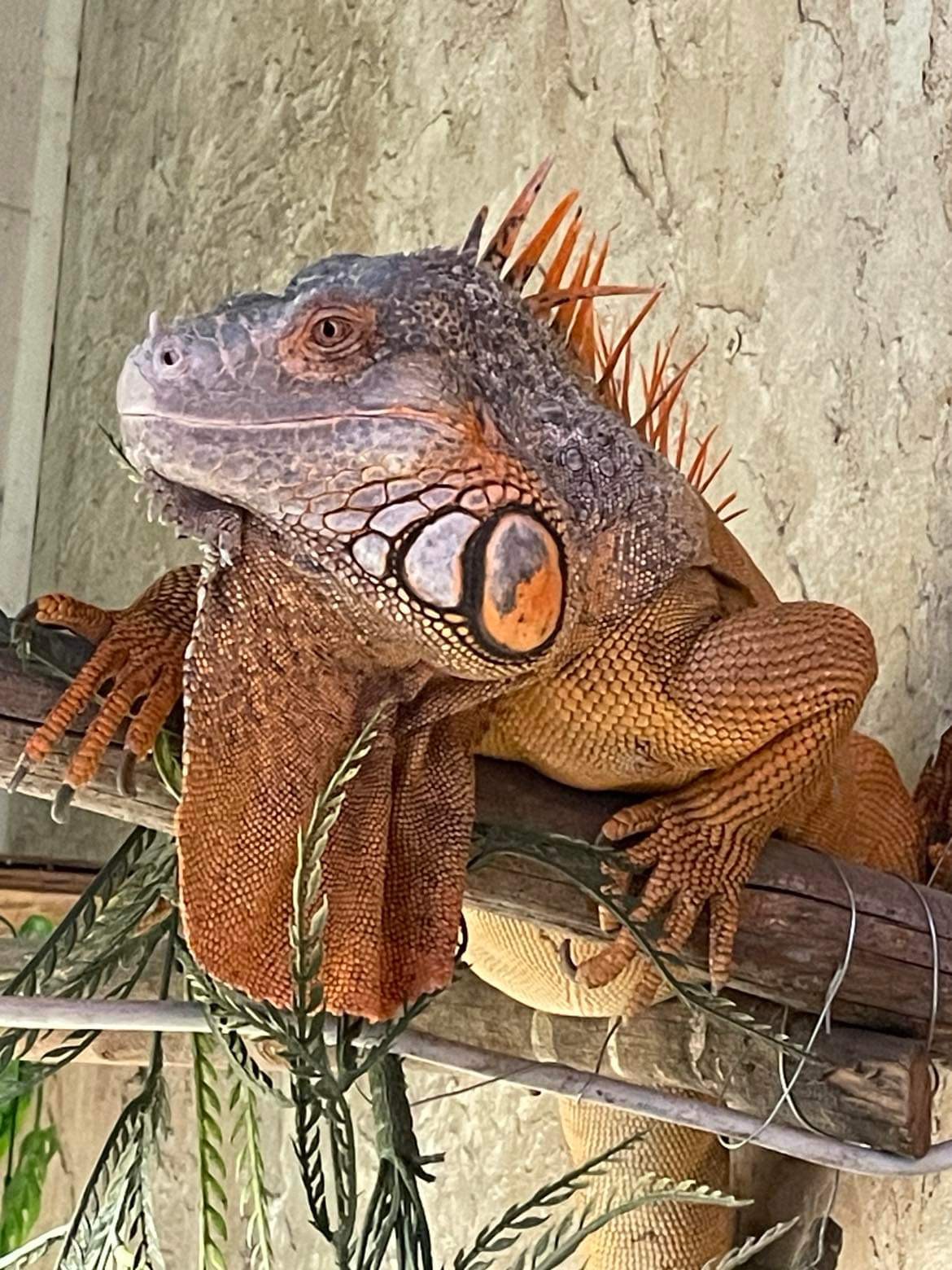 Iguana resting on a wooden platform with a textured wall background, showing spines and scales on its body.