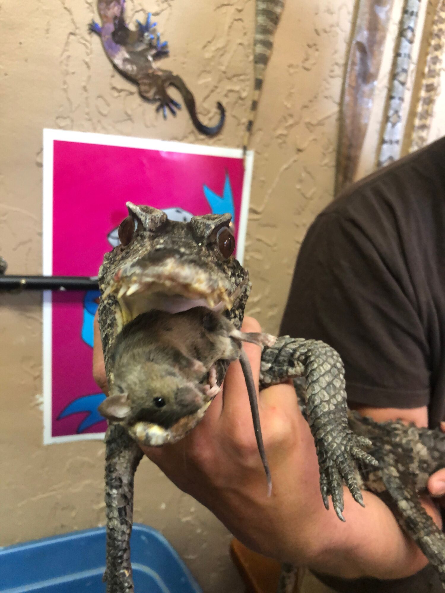 Person holding a lizard and a fish, with a colorful background and textured wall.