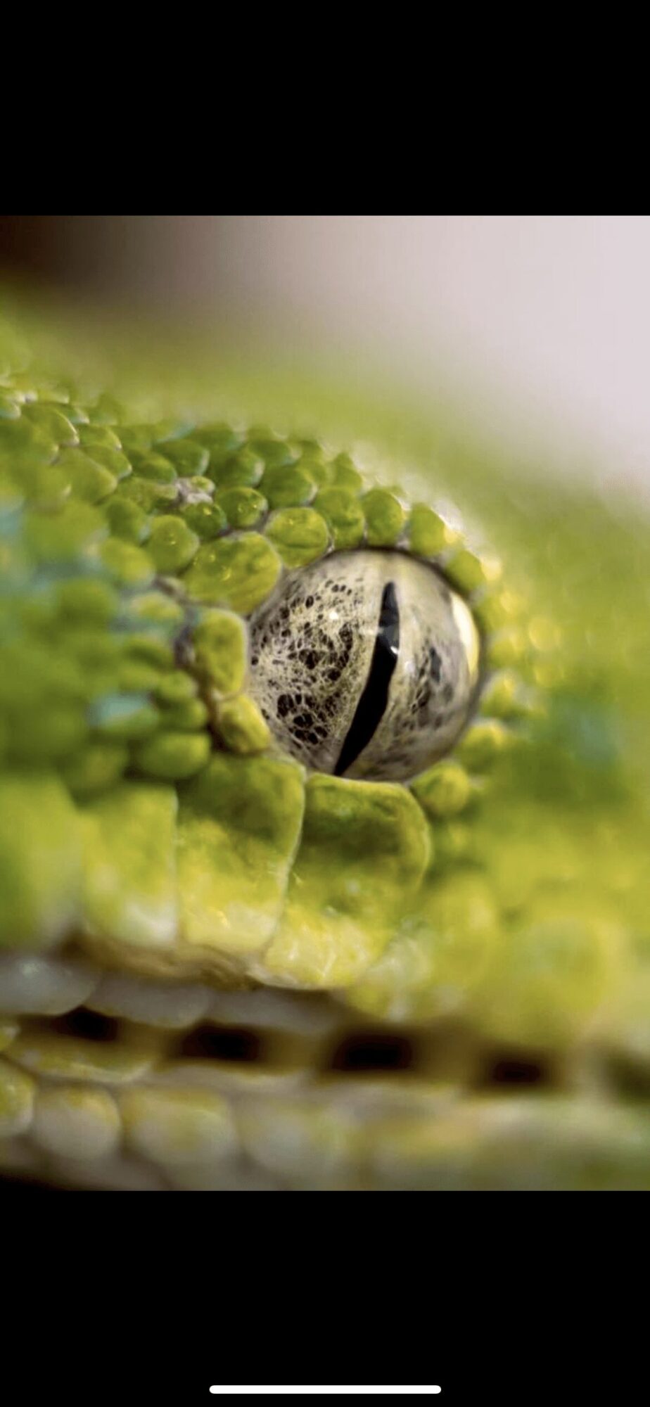 Close-up of a crocodile's eye surrounded by textured green skin, with a reflective surface and vertical slit pupil.